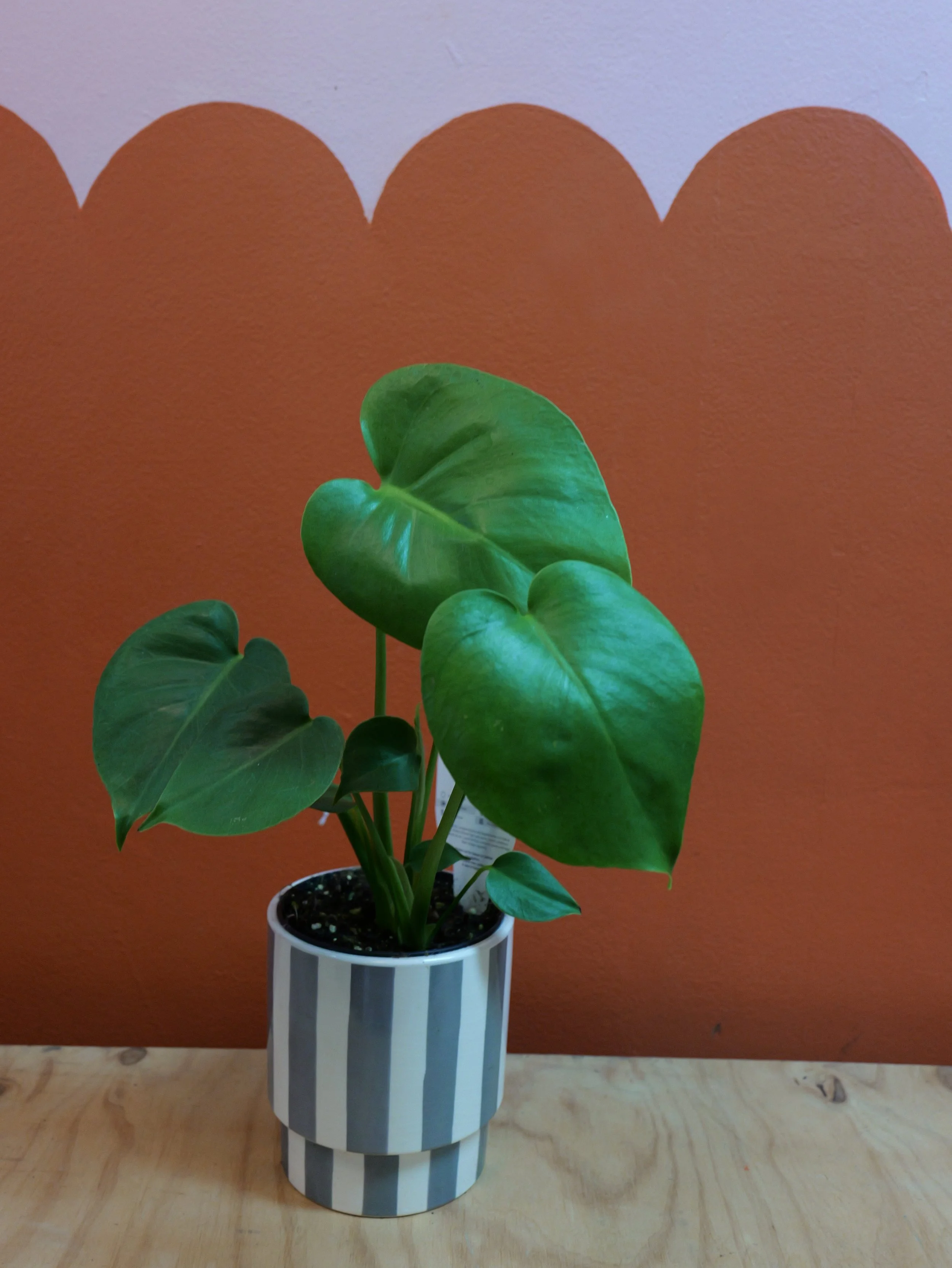 MONSTERA DELICIOSA