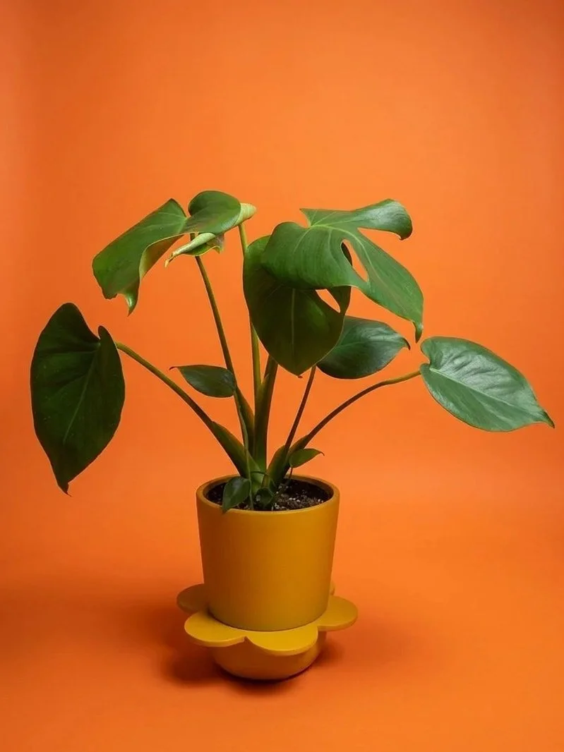 monstera+in+spring+pot.jpg
