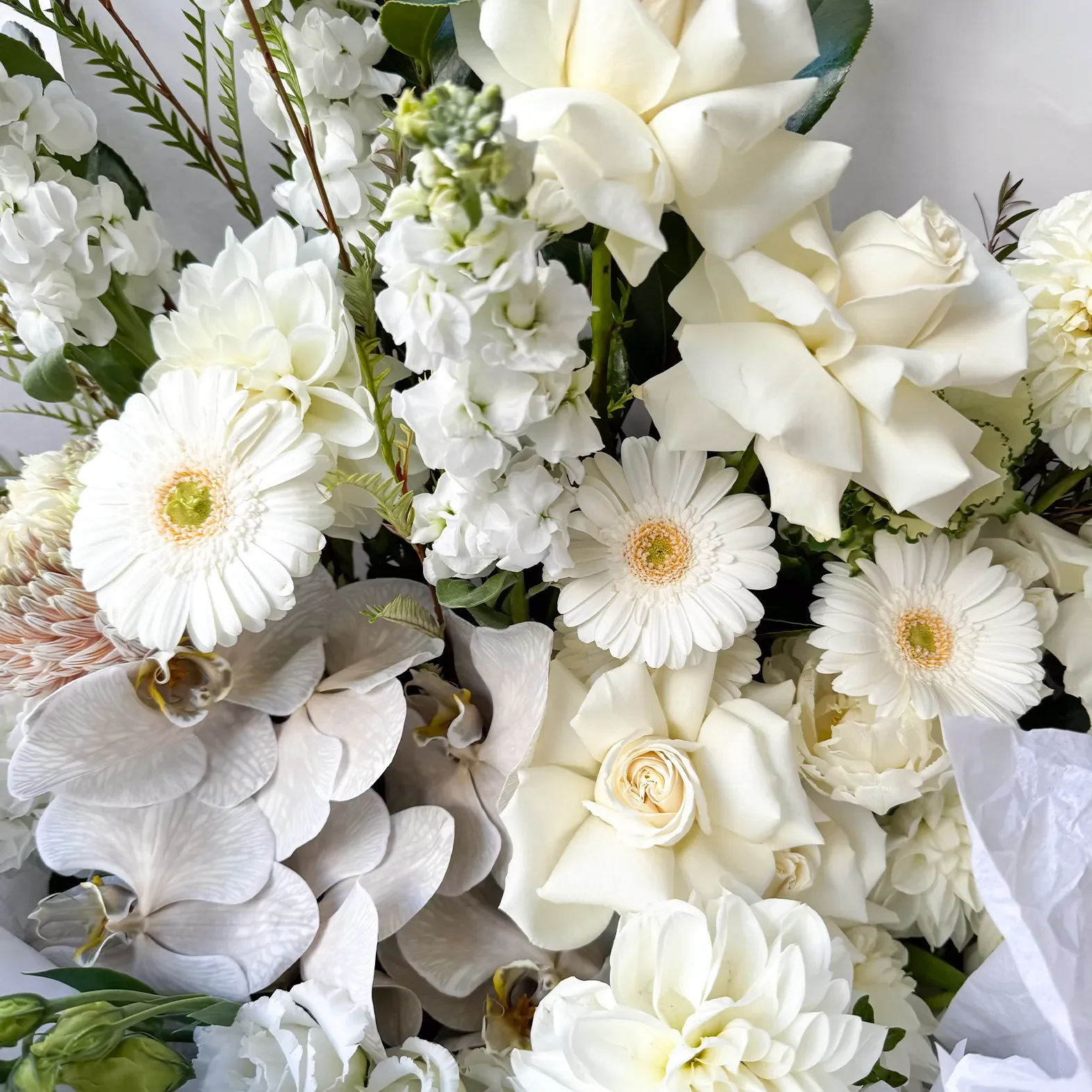 Lover White 2.webp