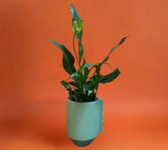 Peace+in+frill+pot.jpg