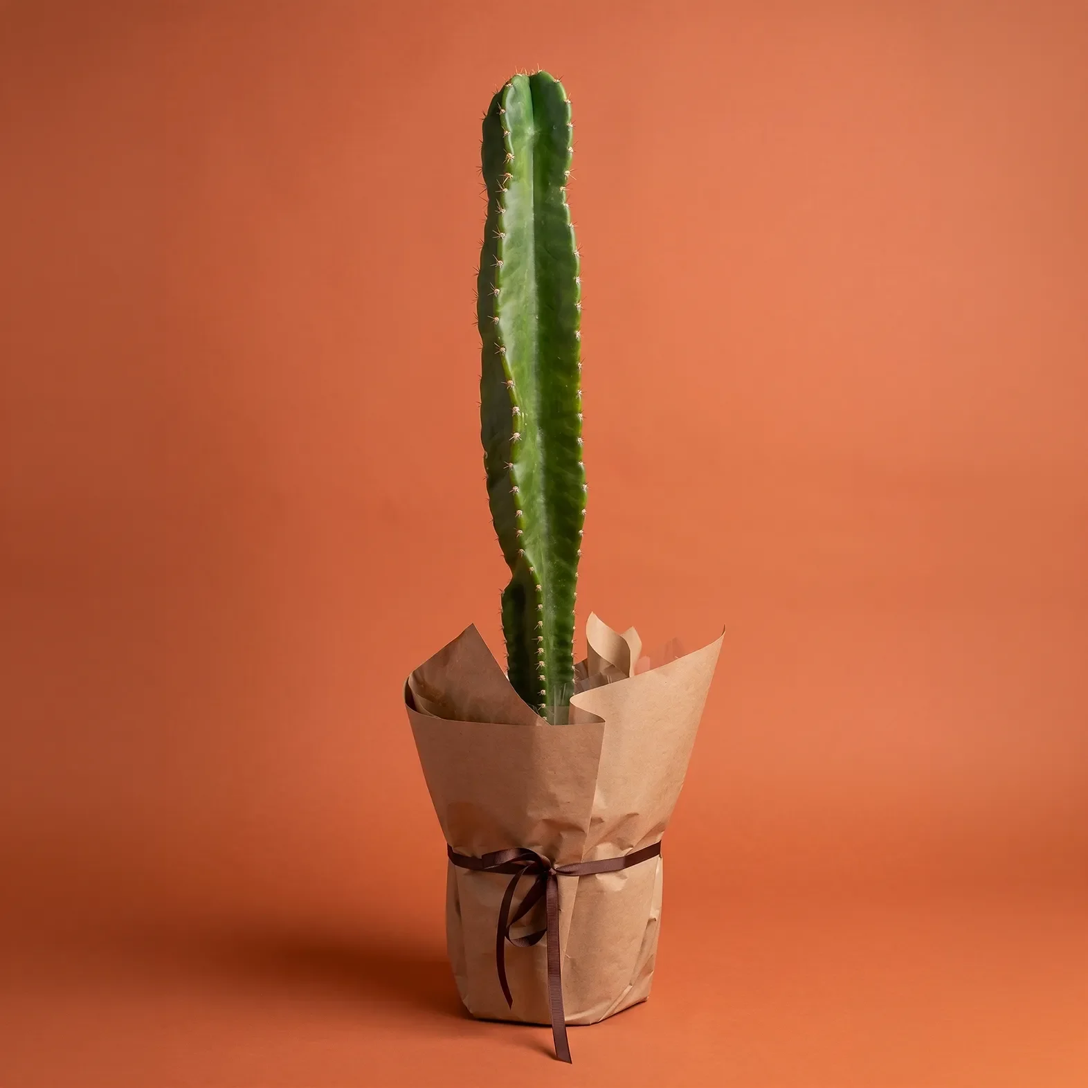 Cactus 4.webp