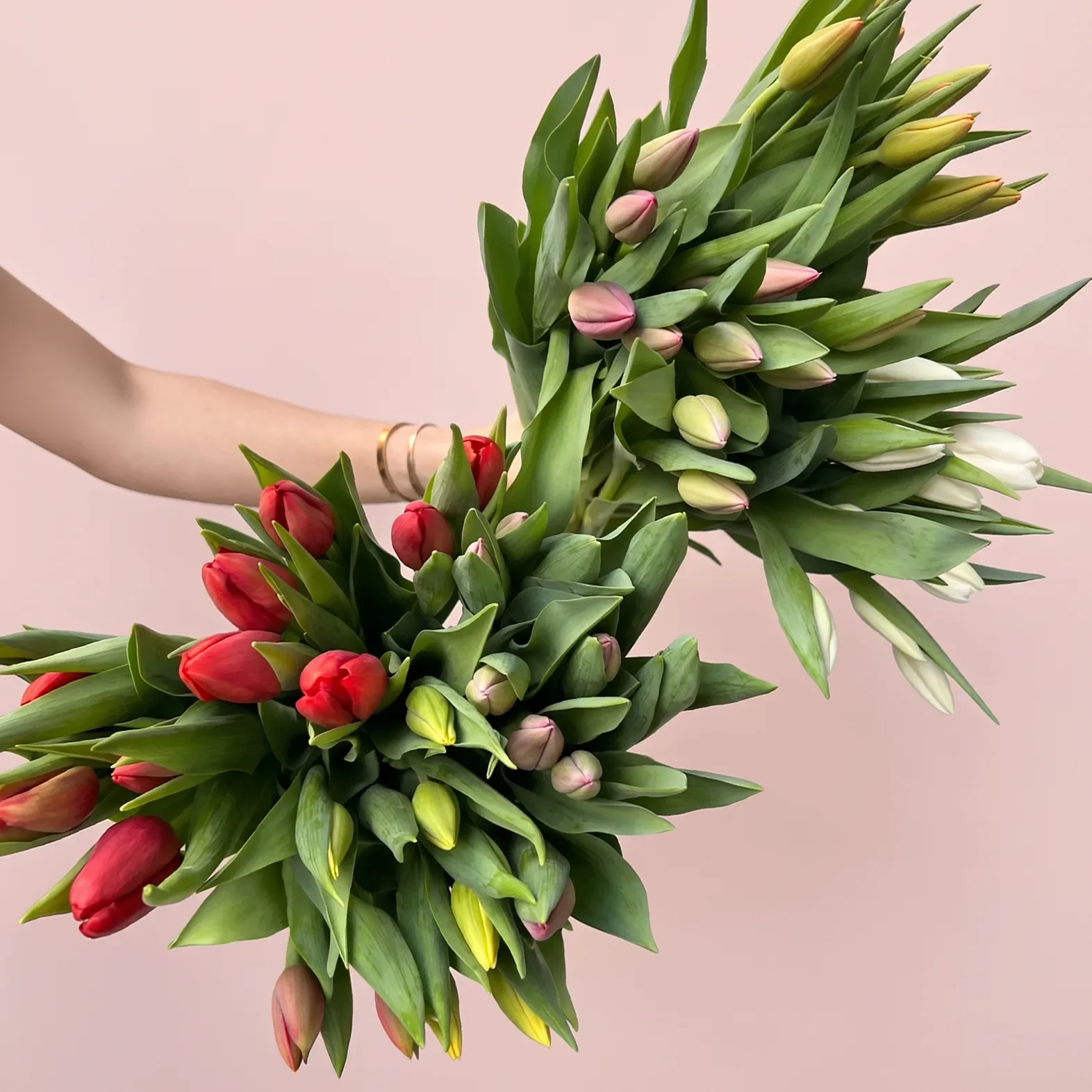 Tulip 2.webp