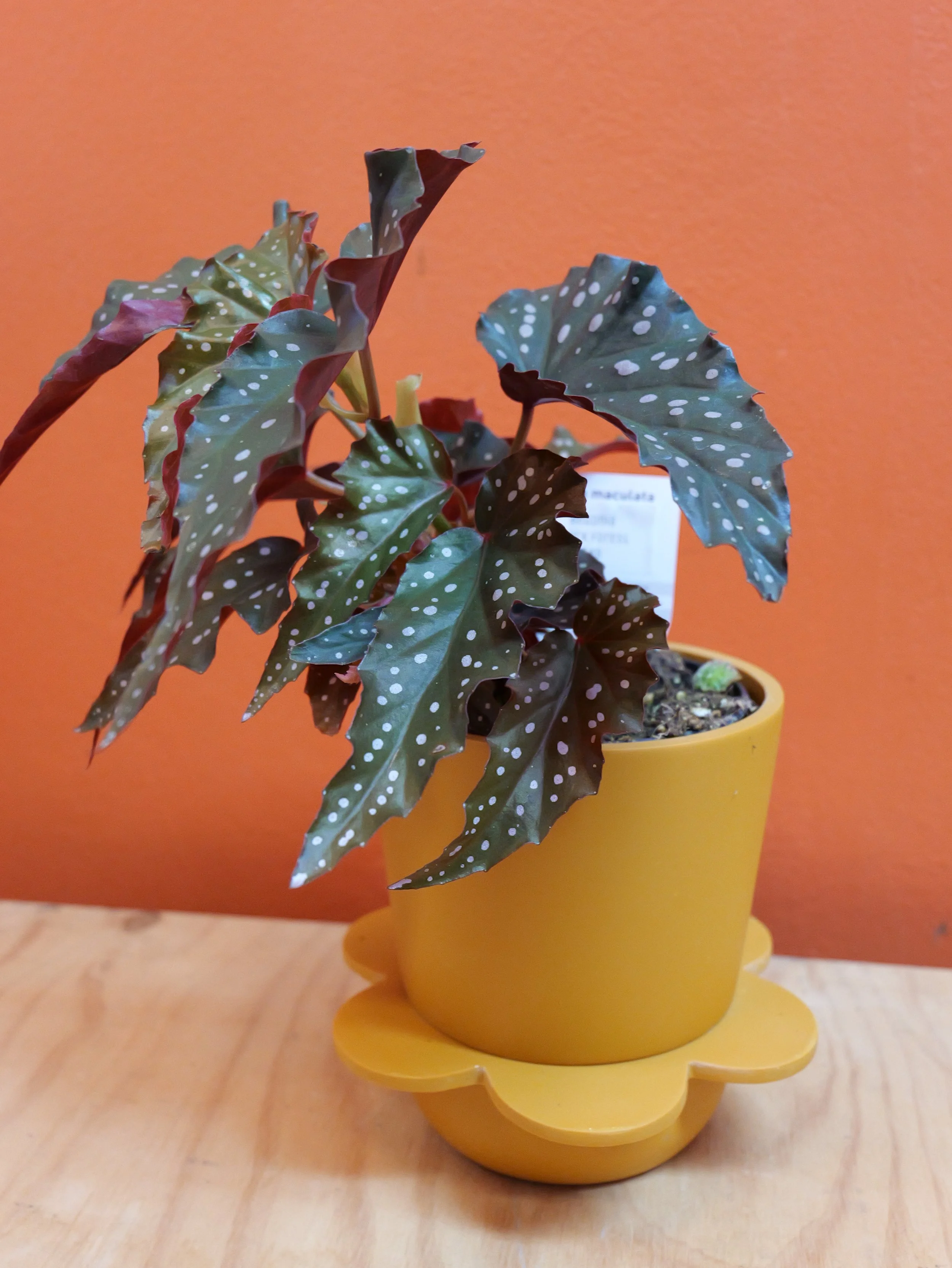 begonia indoor plant 'rex'