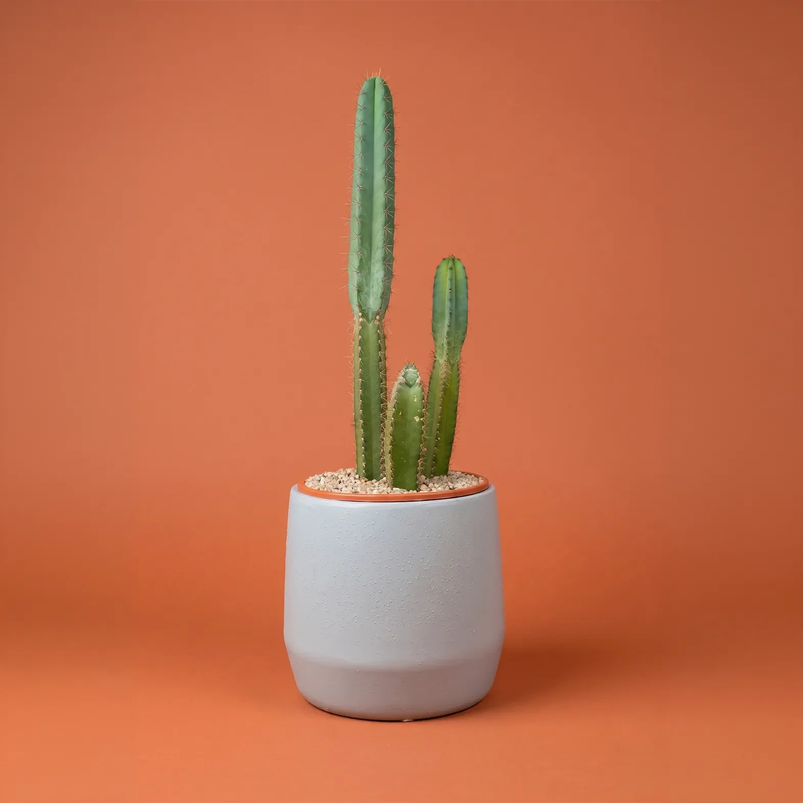Cactus 1.webp