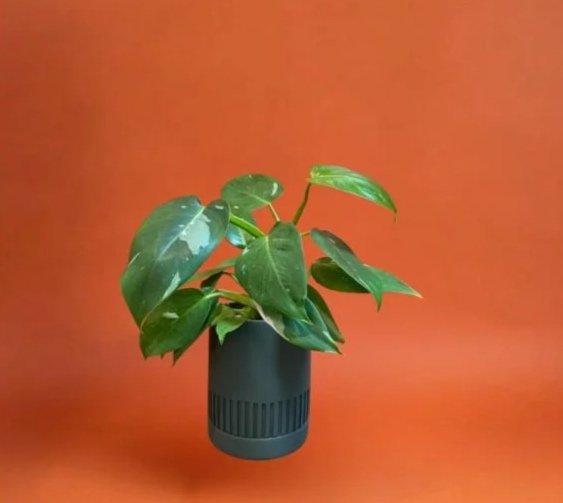 Philodendron+w+princ%27+in+etch+pot.jpg