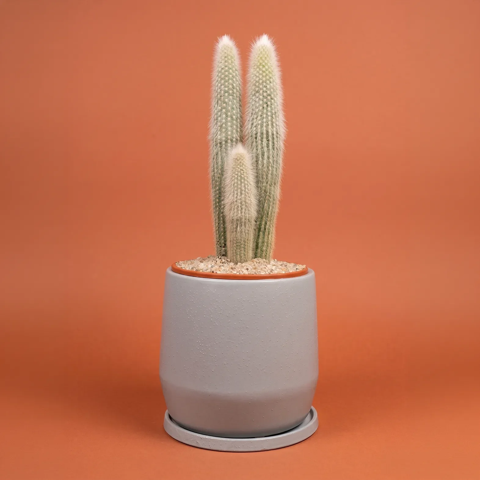 Cactus 5.webp