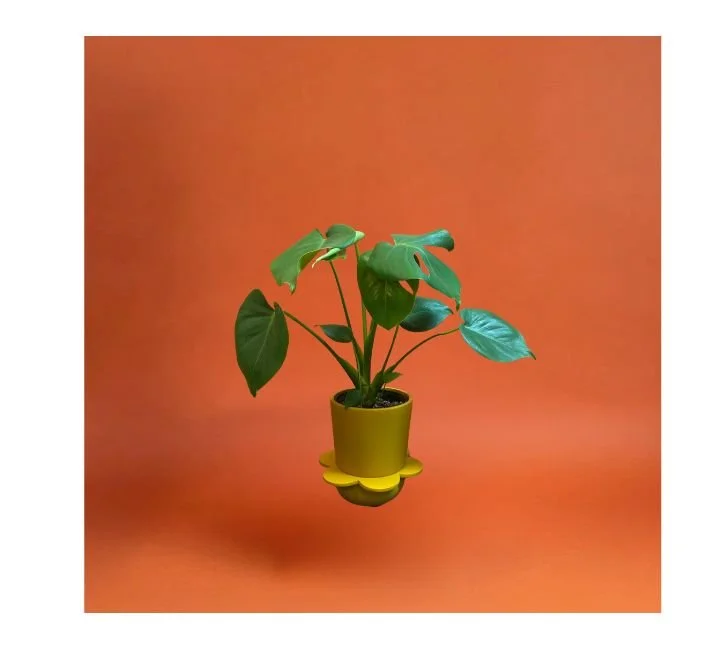 MONSTERA DELICIOSA