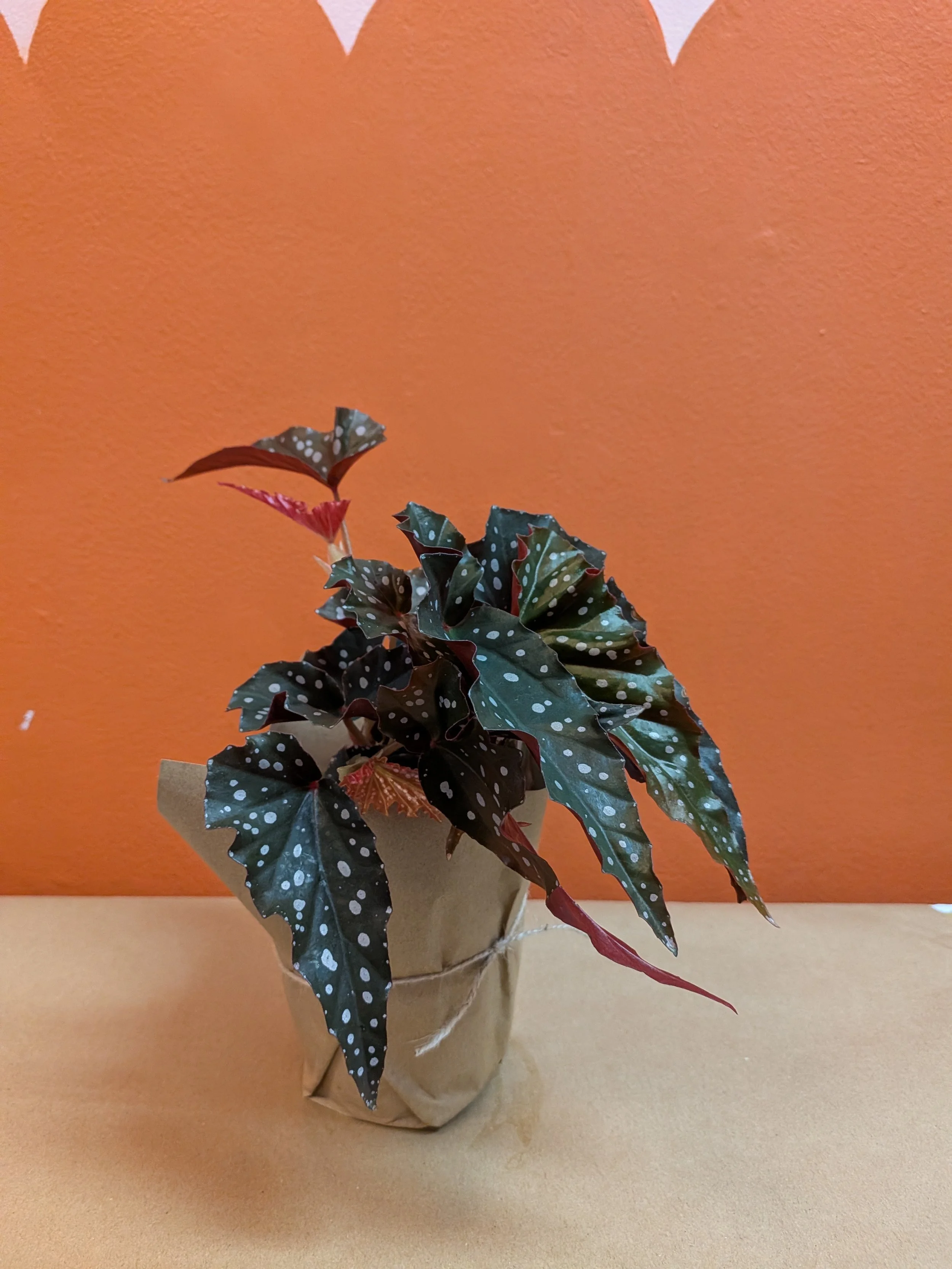 Begonia DarkForest.jpg