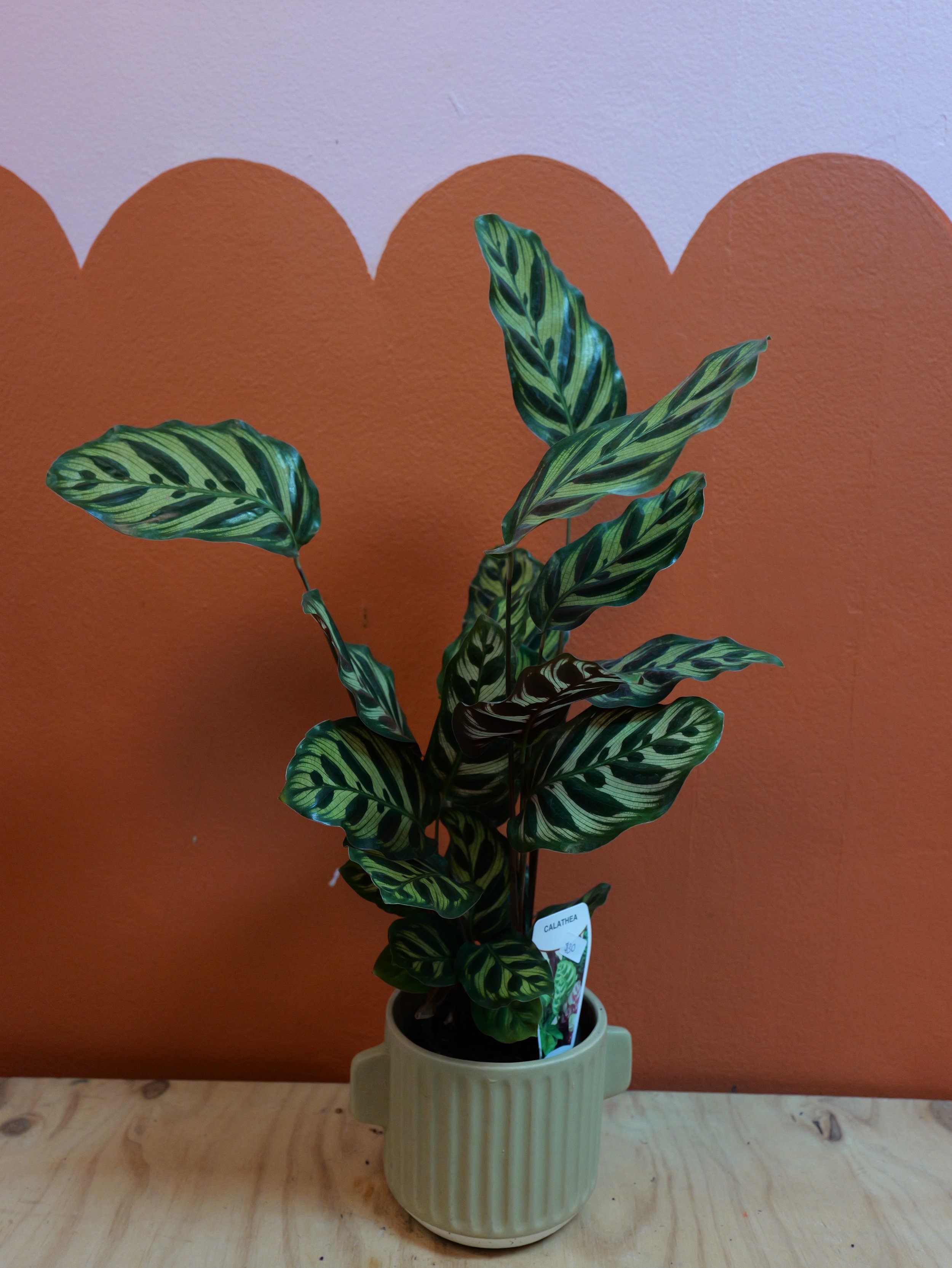 CALATHEA PEACOCK PLANT