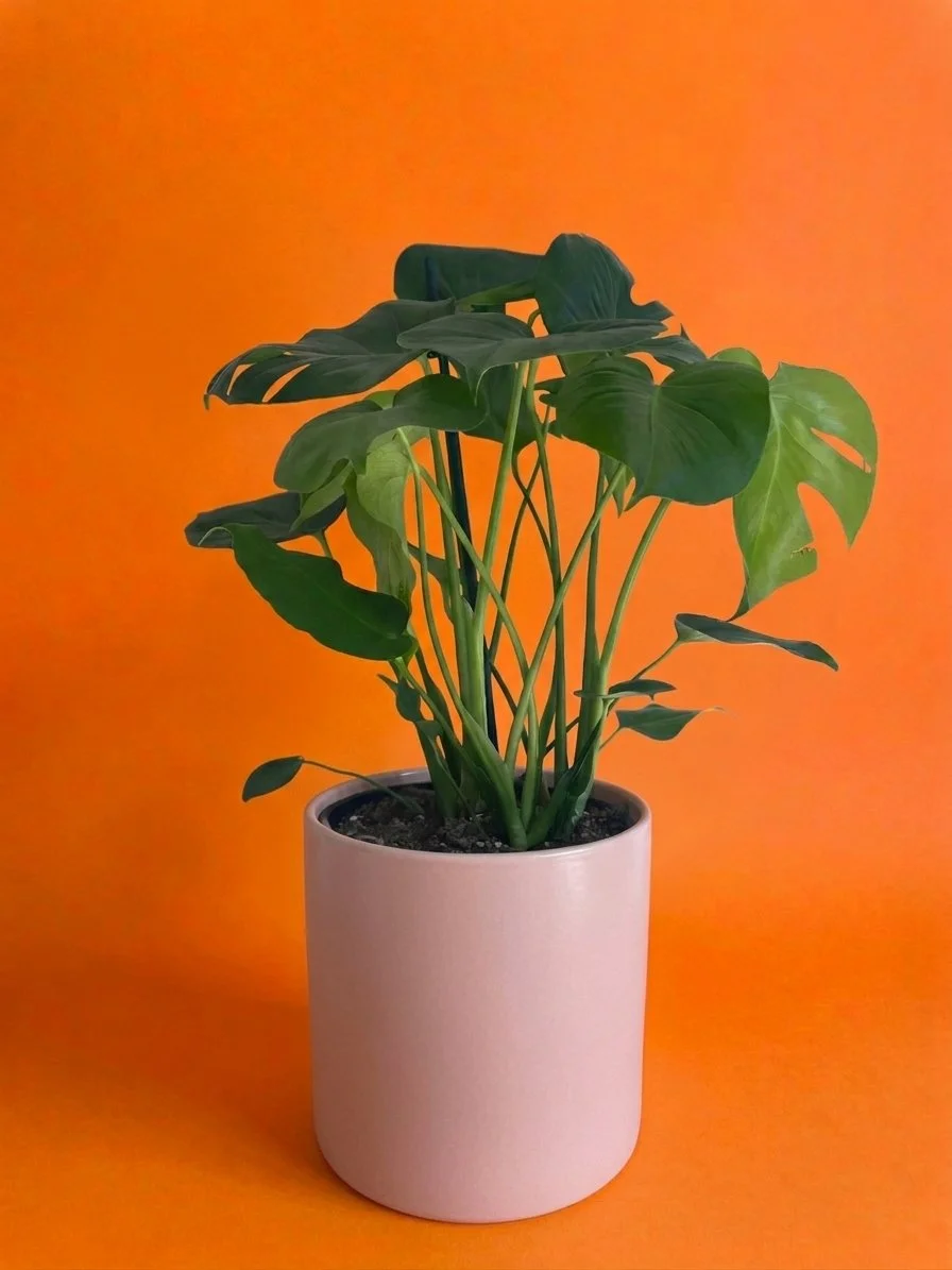 large monstera d blush pot.jpg