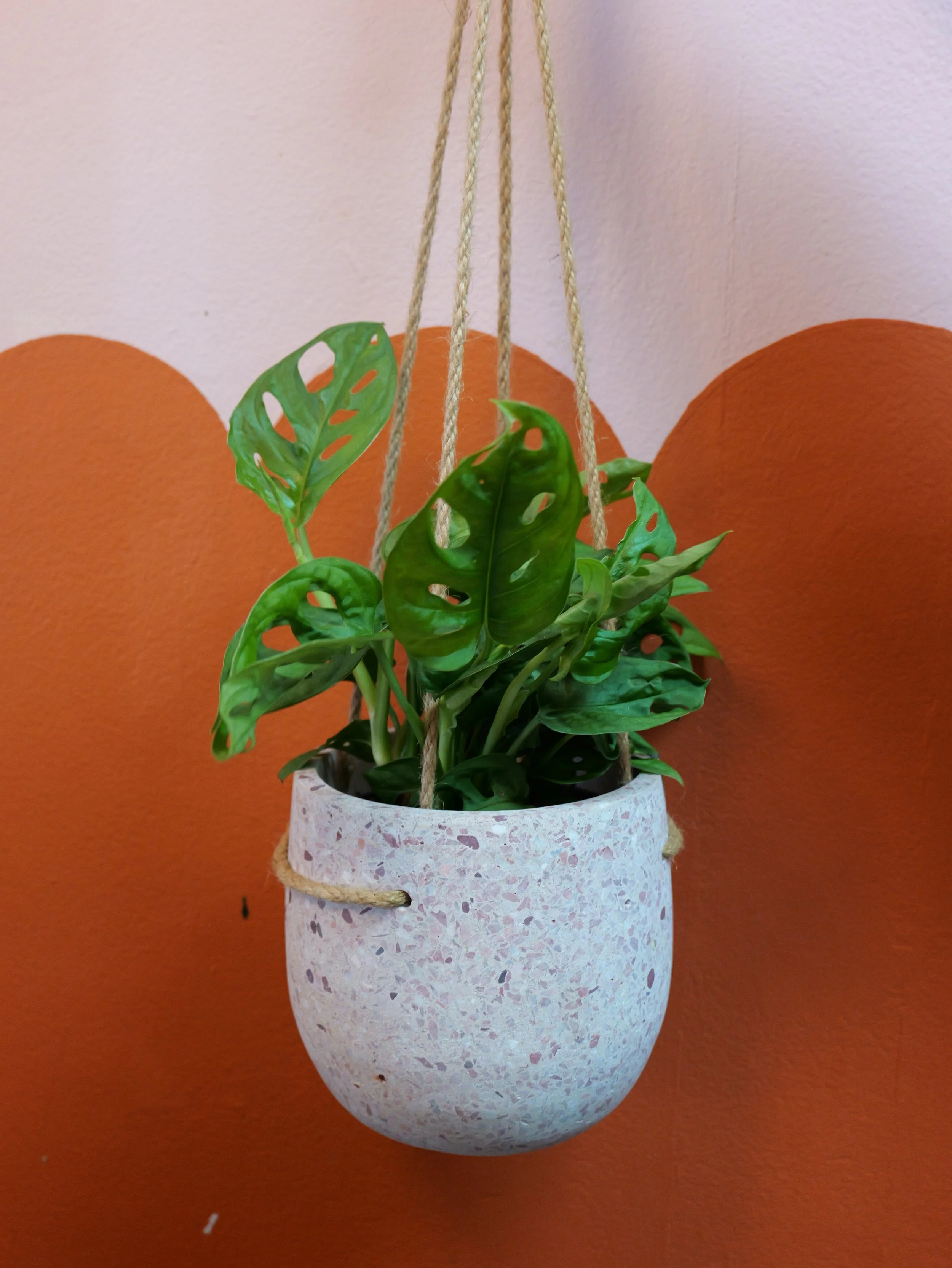 ADANSON'S MONSTERA