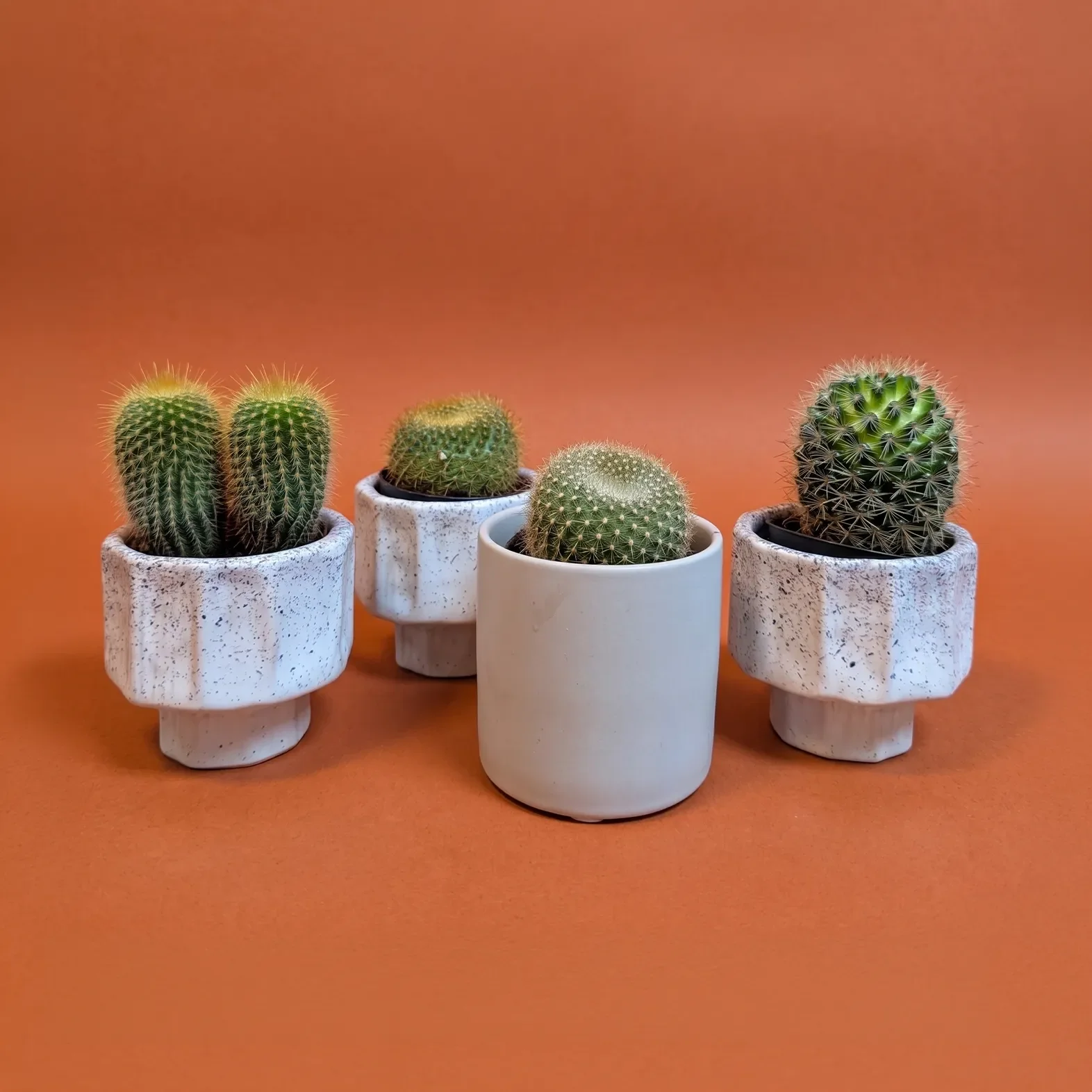 CACTUS MINIS