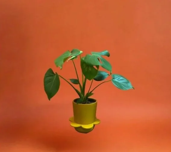 Monstera+in+Yellow+spring+pot.jpg