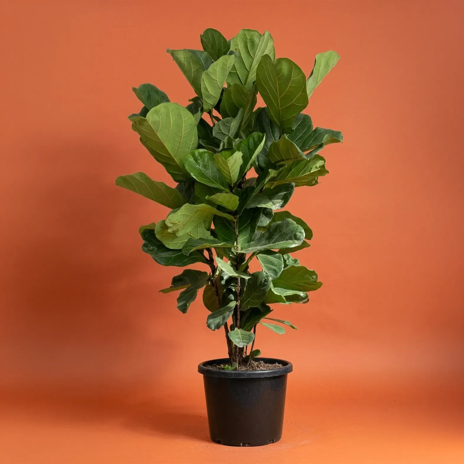 FIDDLE LEAF FIG