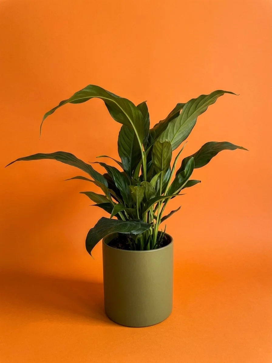 peace lily.jpg
