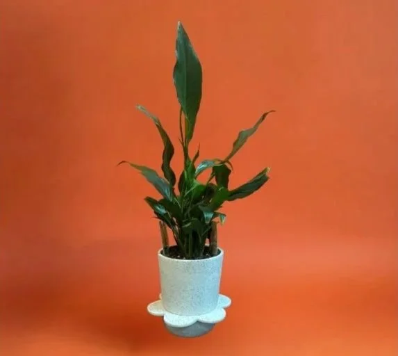 Peace+in+spring+pot.jpg