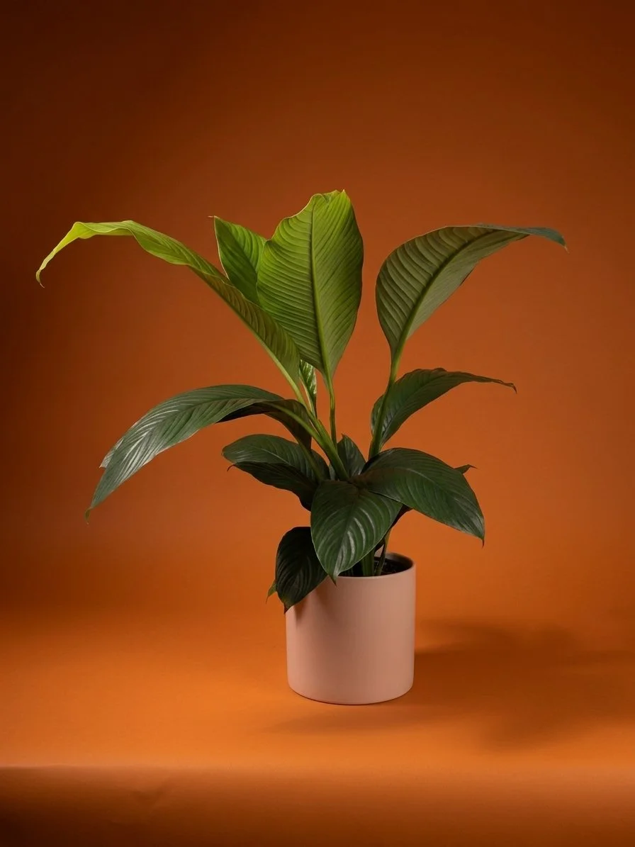 large gigante in blush pot.jpg