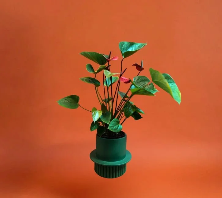 ANTHURIUM