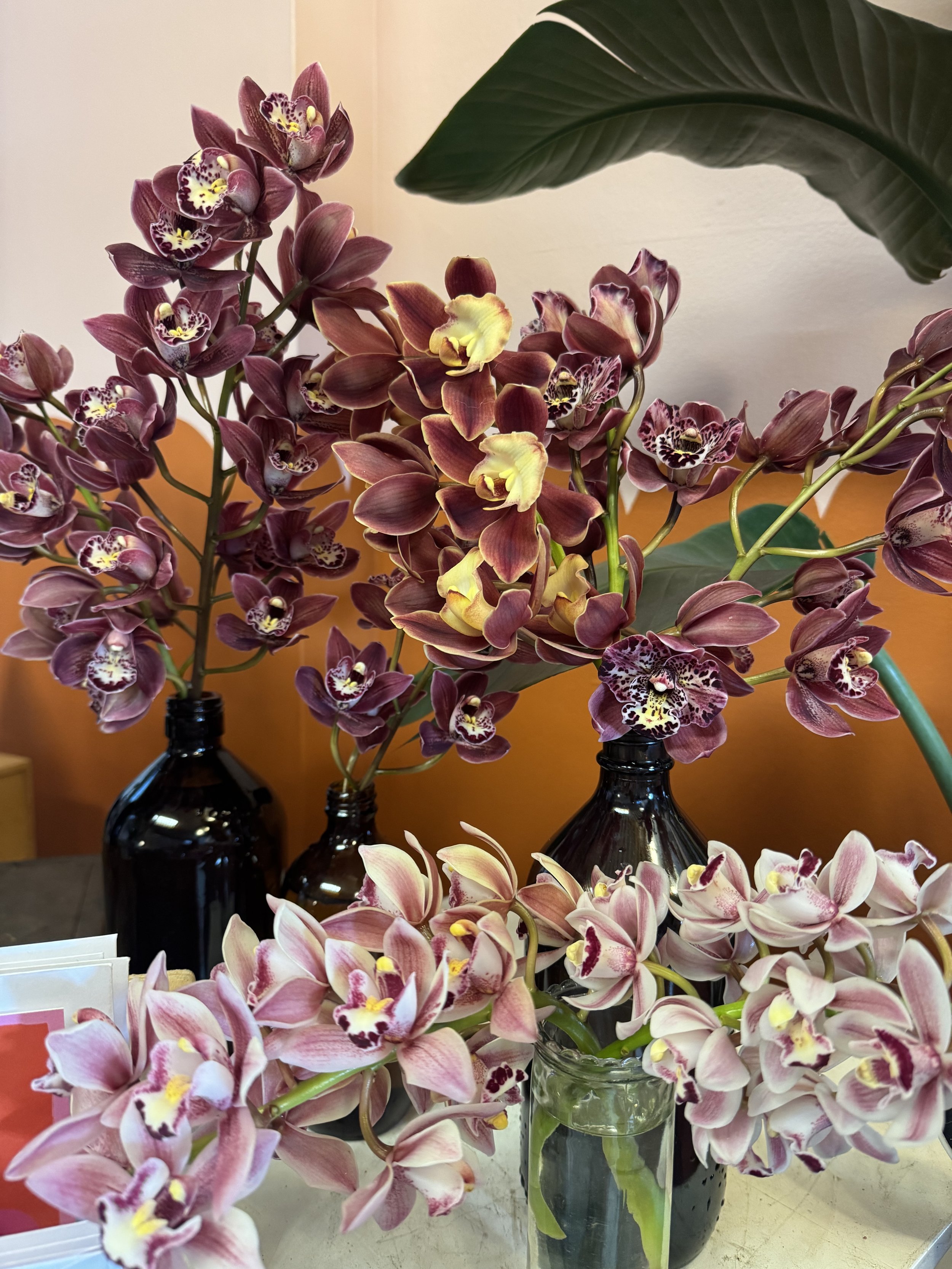 CYMBIDIUM