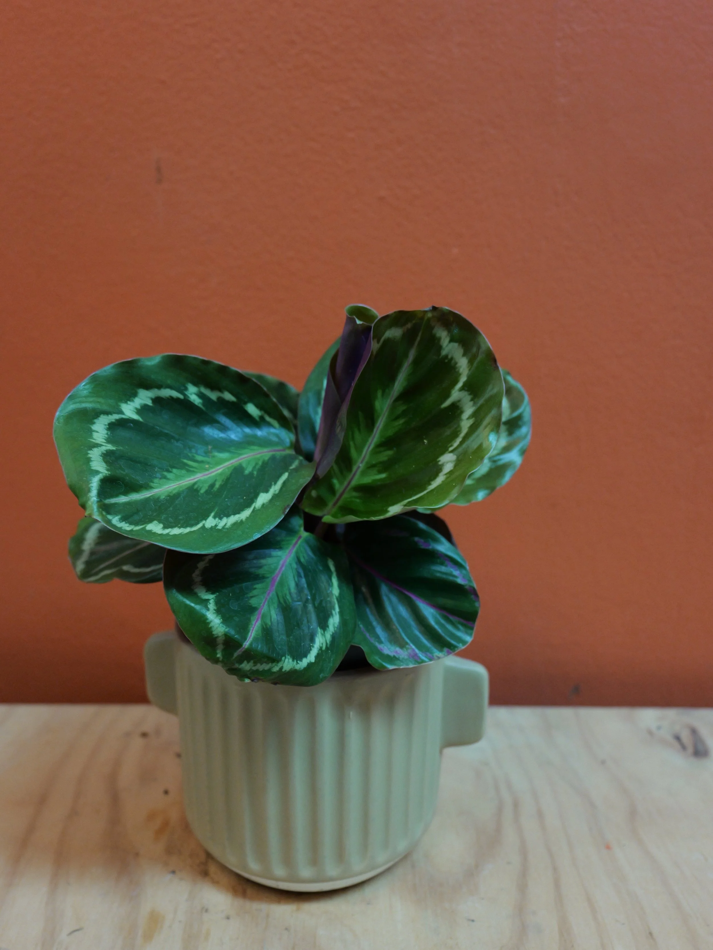 CALATHEA JUNGLE ROSE