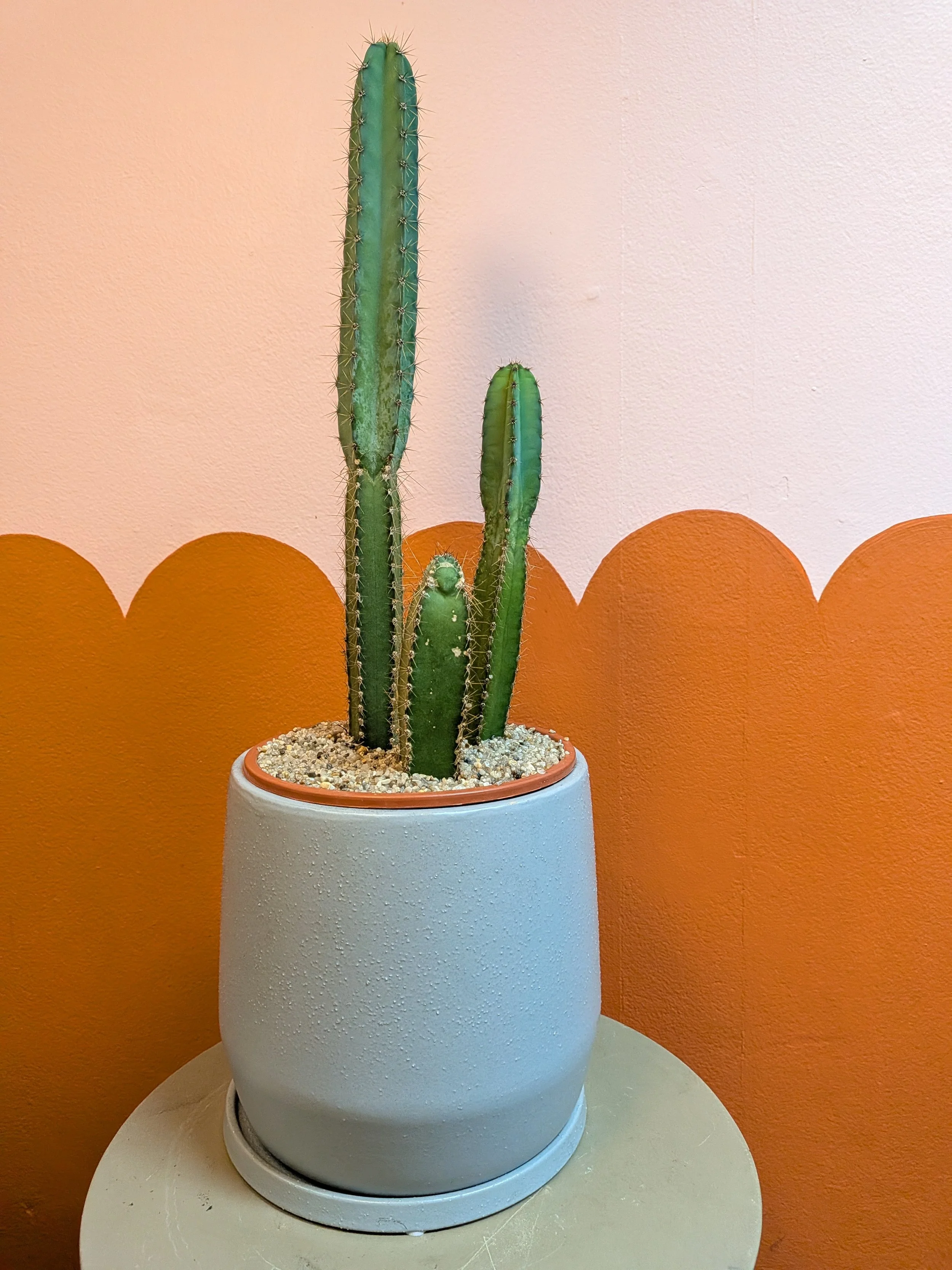 Large San Pedro.jpg
