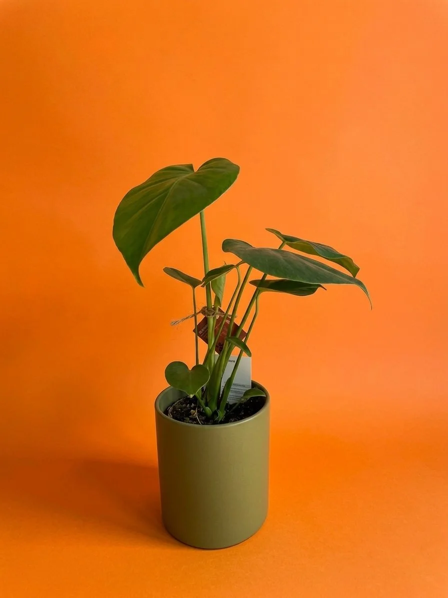 Monstera in grey pot.jpg