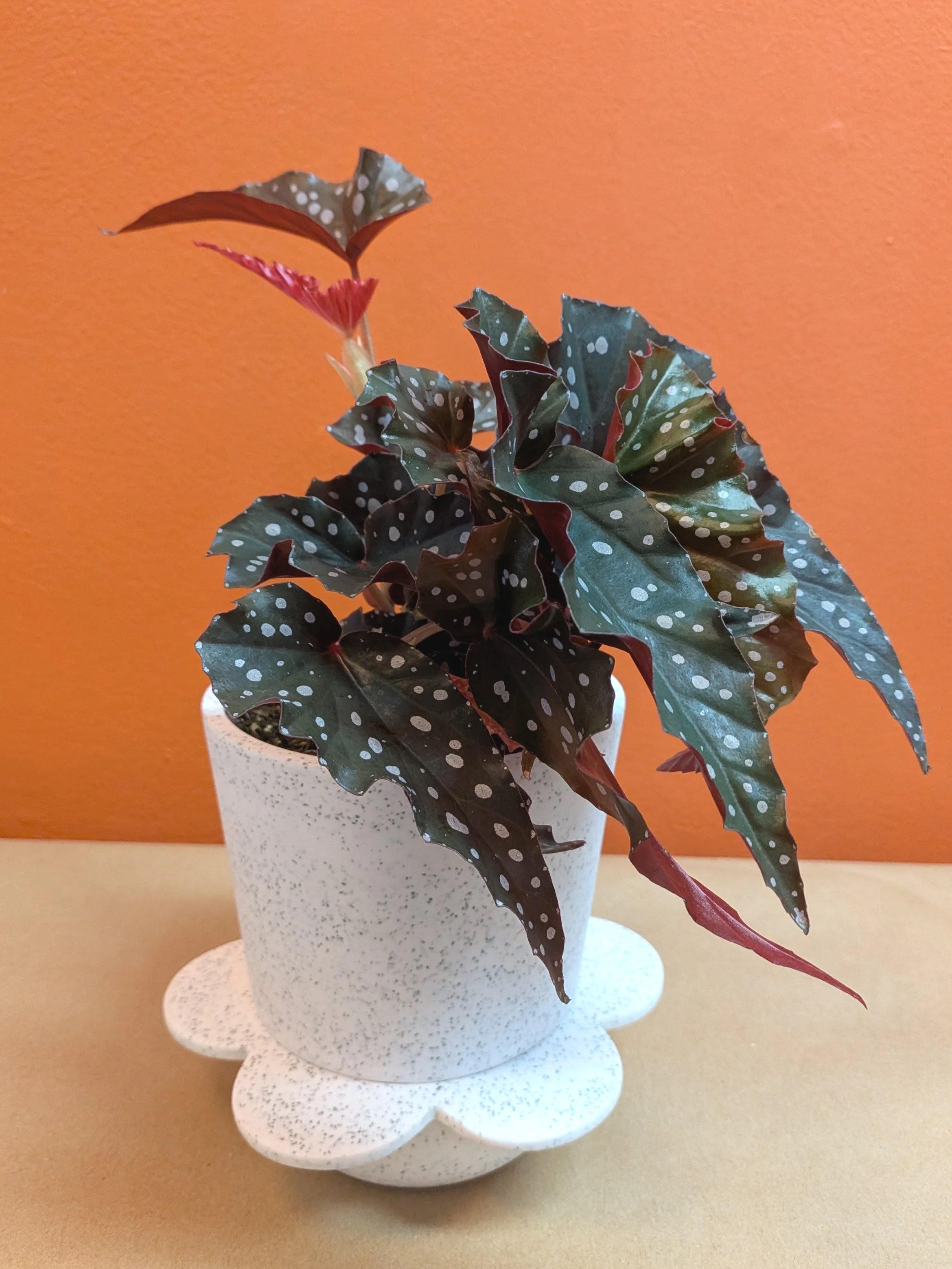 Begonia indoor plant