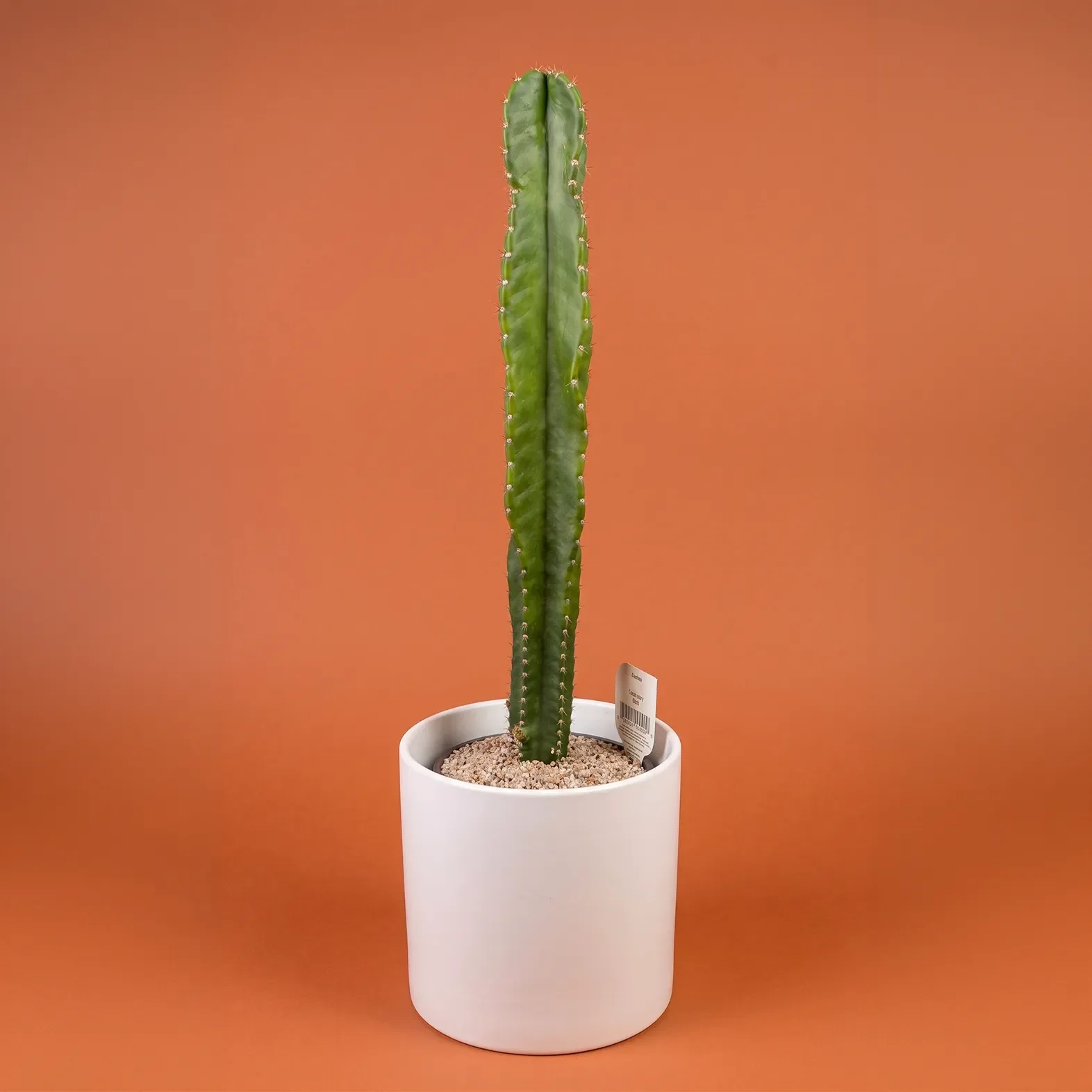 Cactus 3.webp