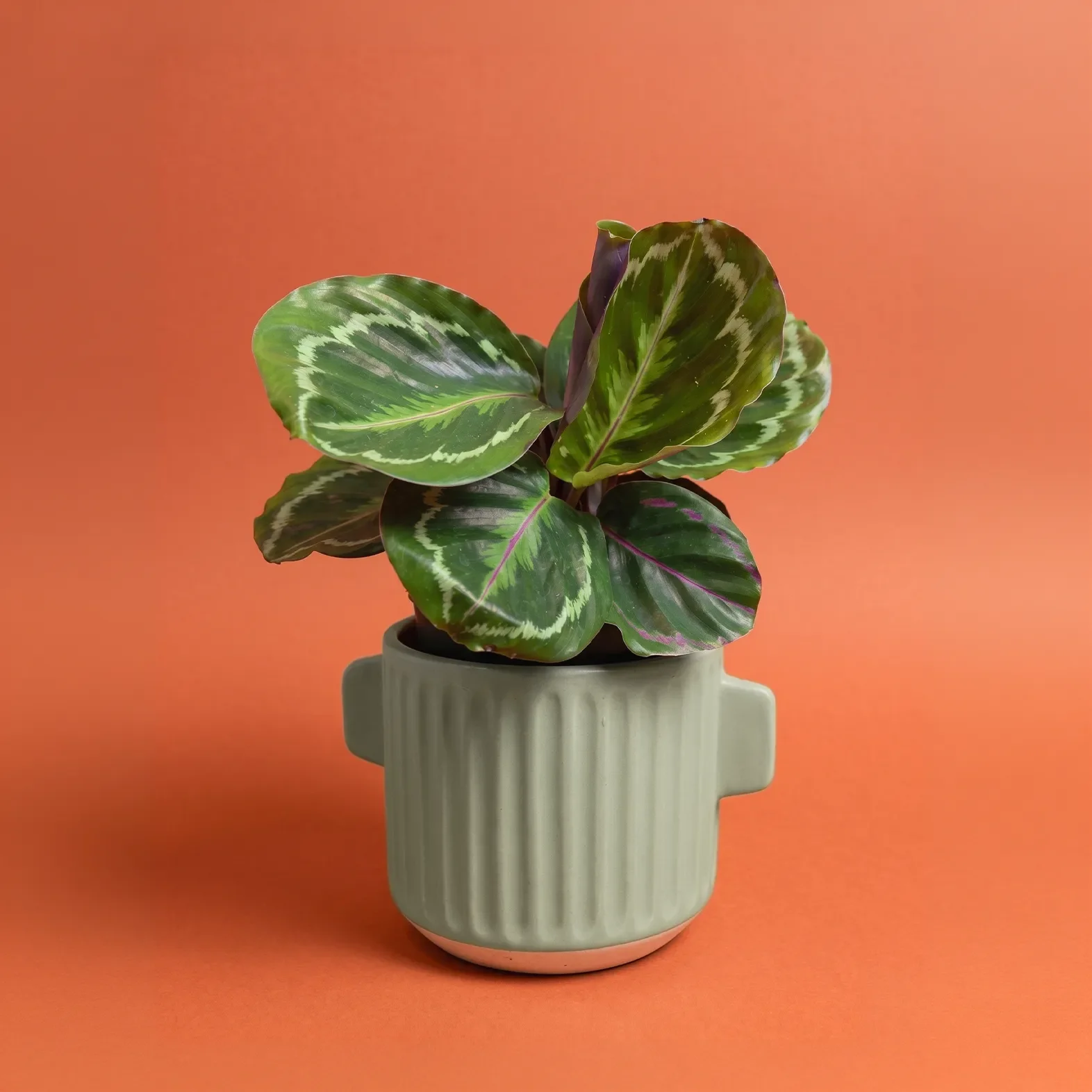 CALATHEA JUNGLE ROSE