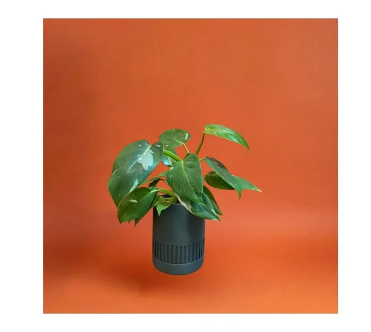 PHILODENDRON WHITE PRINCESS