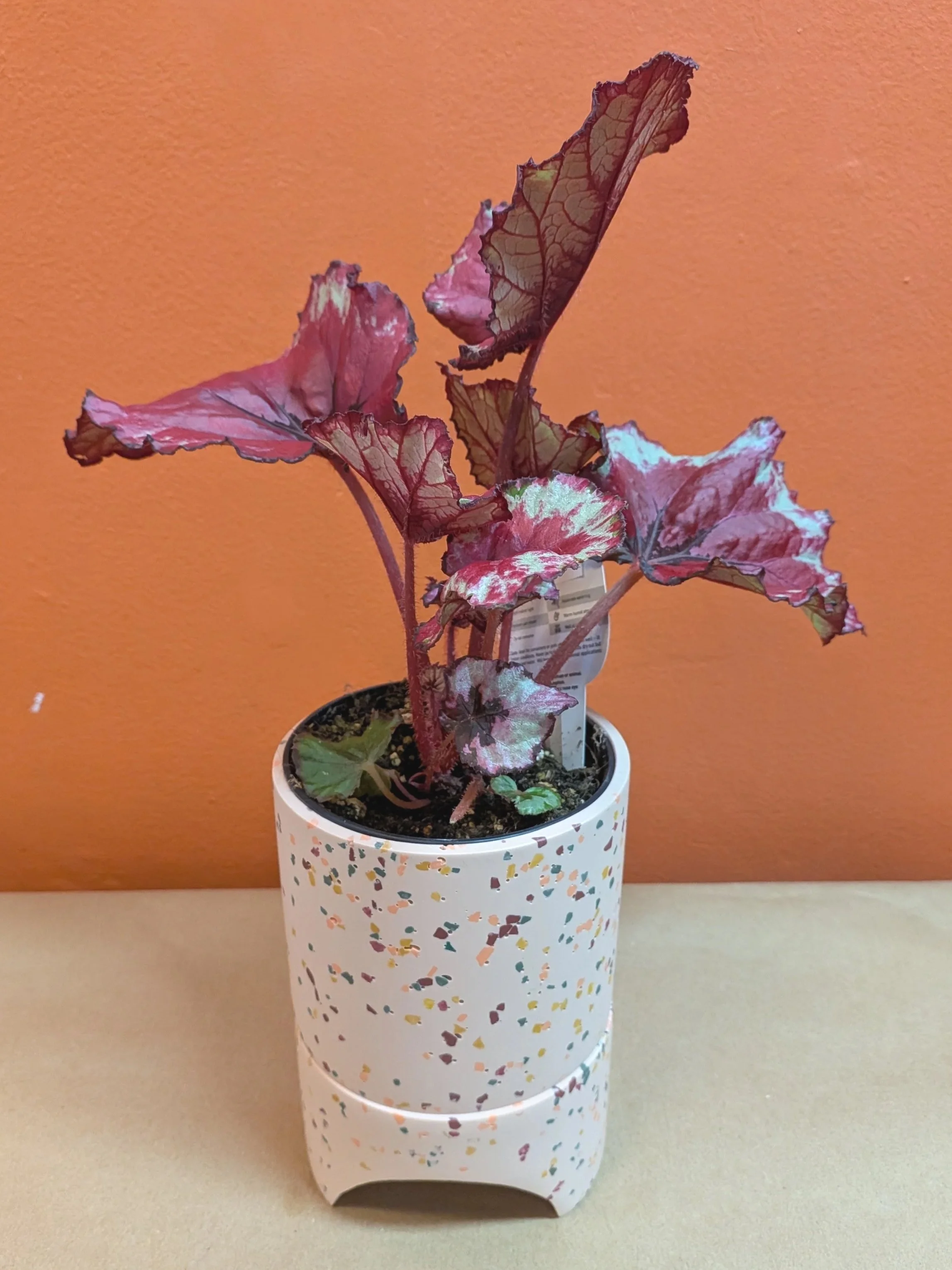 Indoor Plant Begonia rex