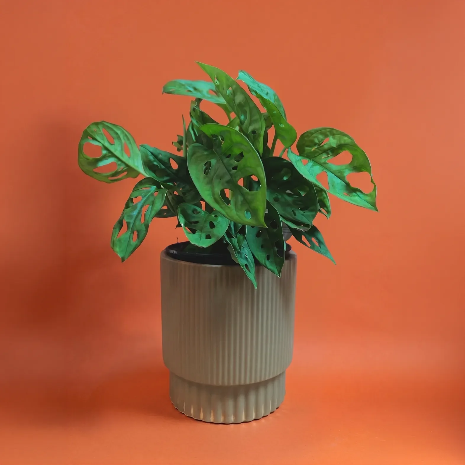 ADANSON'S MONSTERA