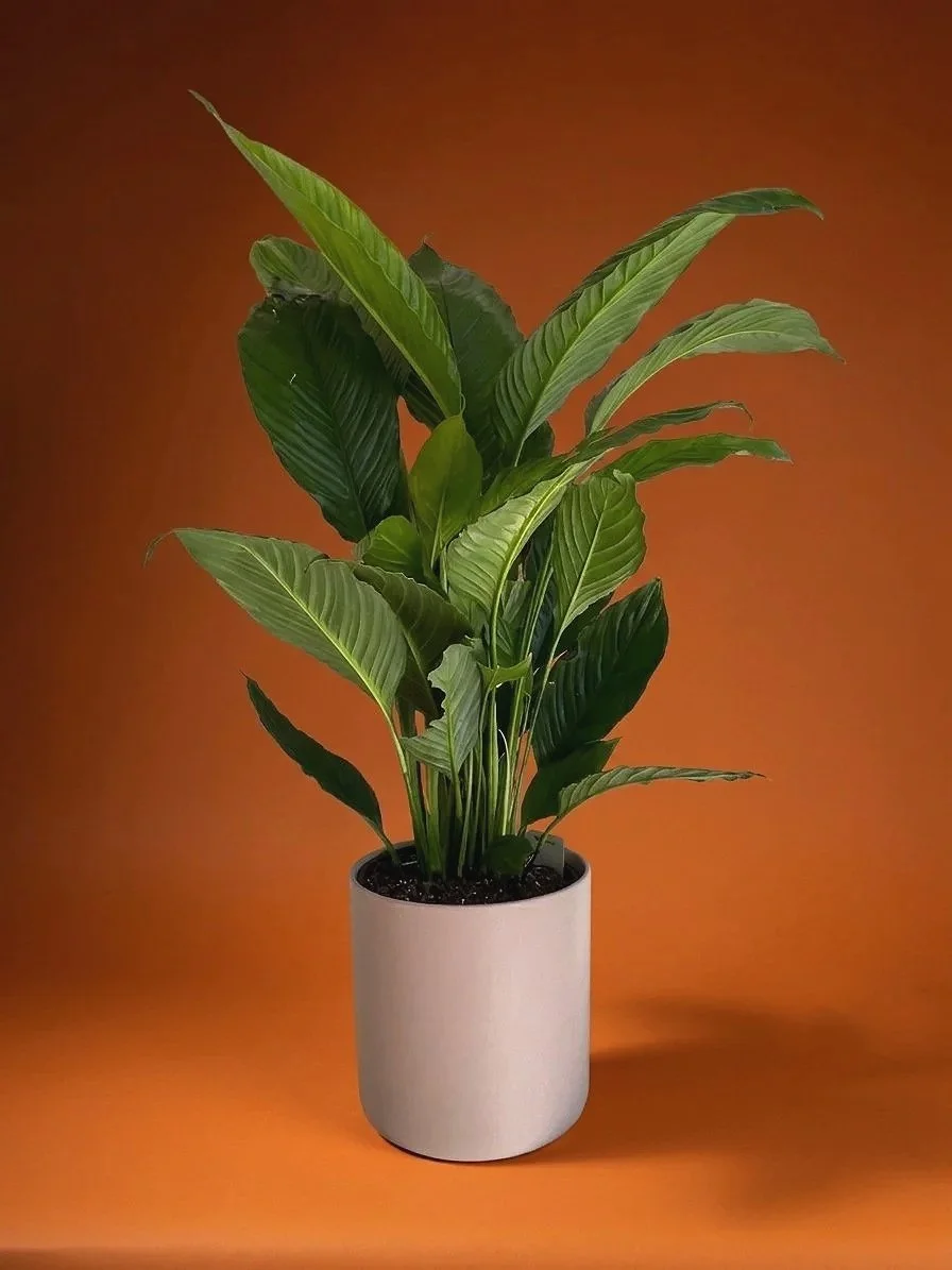 Large+peach+in+blush+pot.jpg