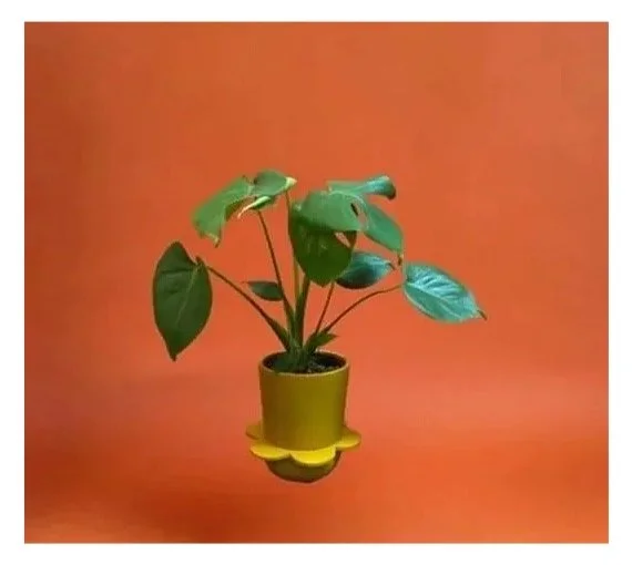 MONSTERA DELICIOSA
