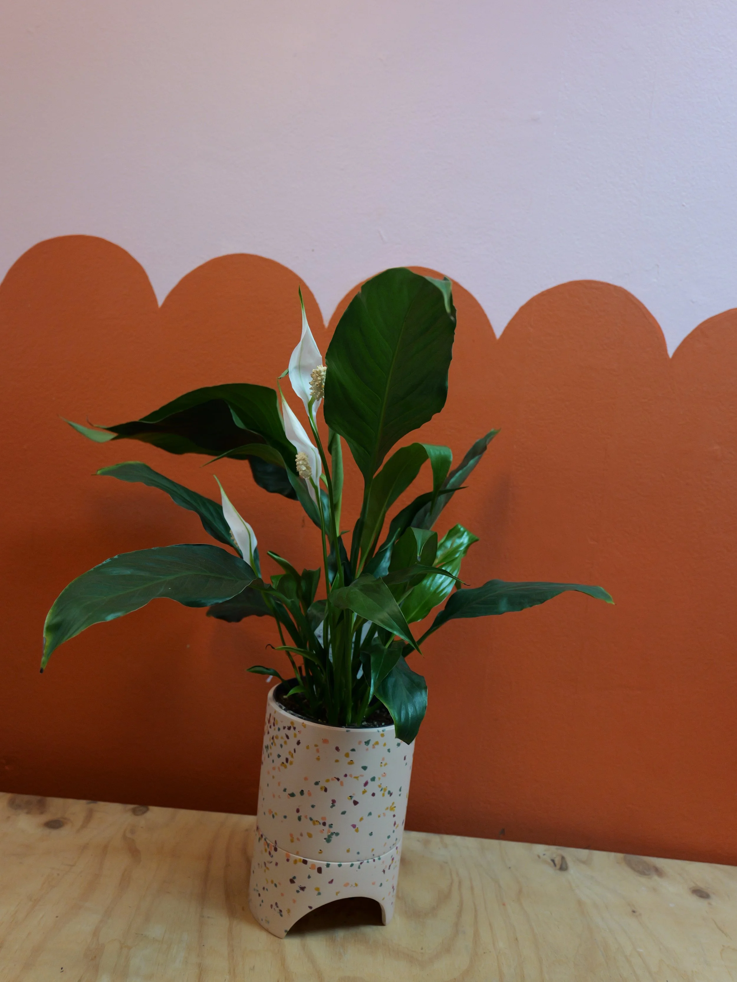 PEACE LILY