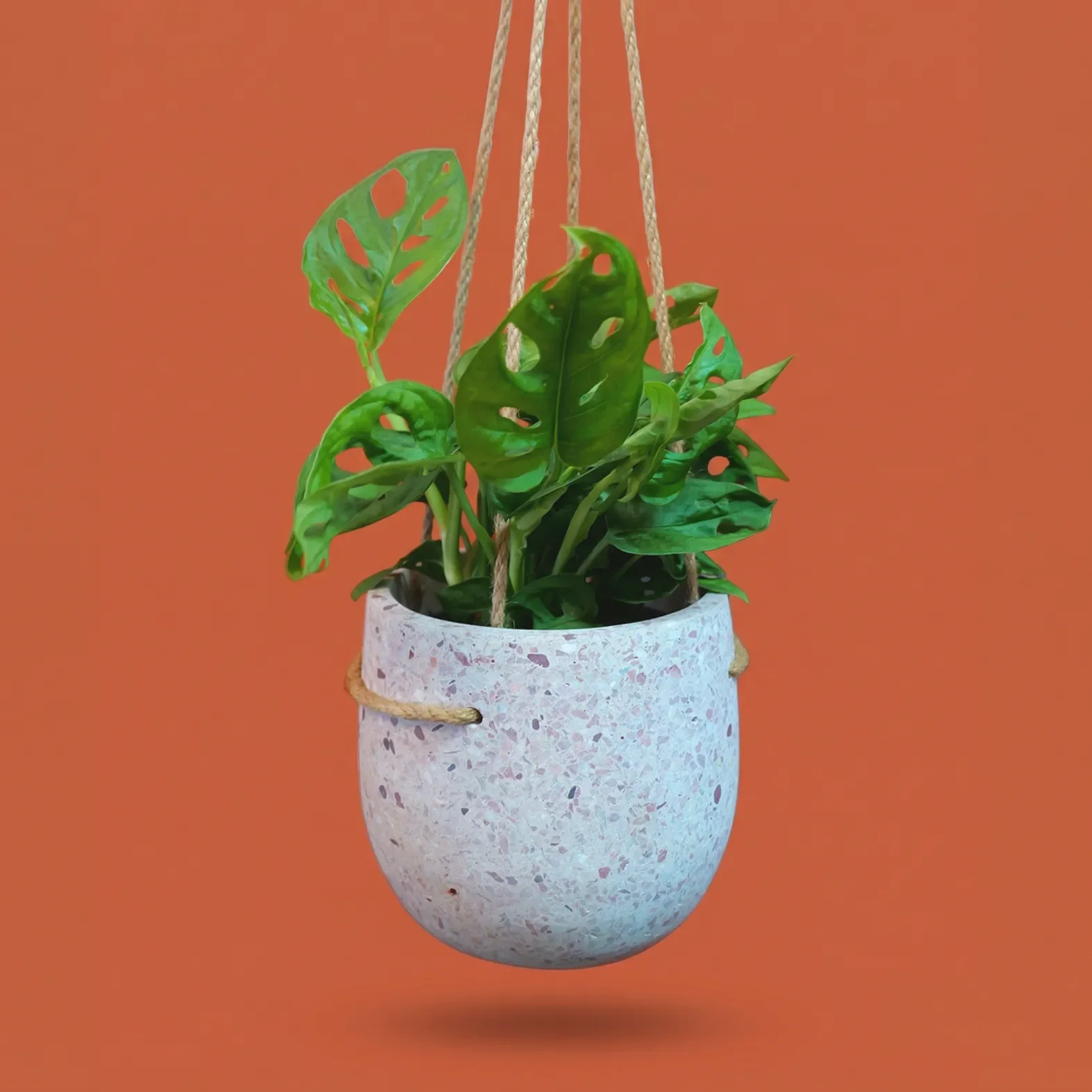 Plant Adansons 2.webp