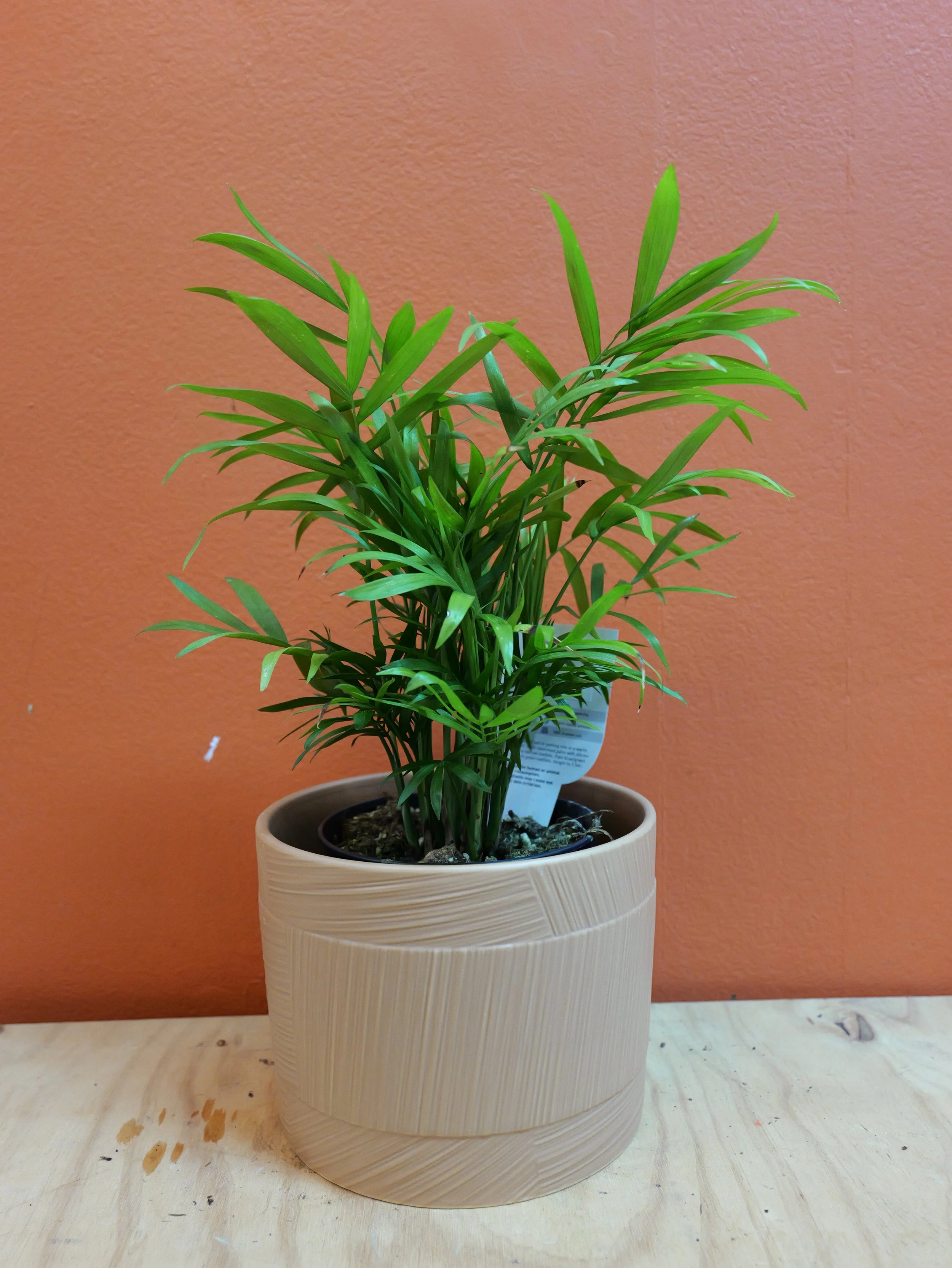 PARLOUR PALM