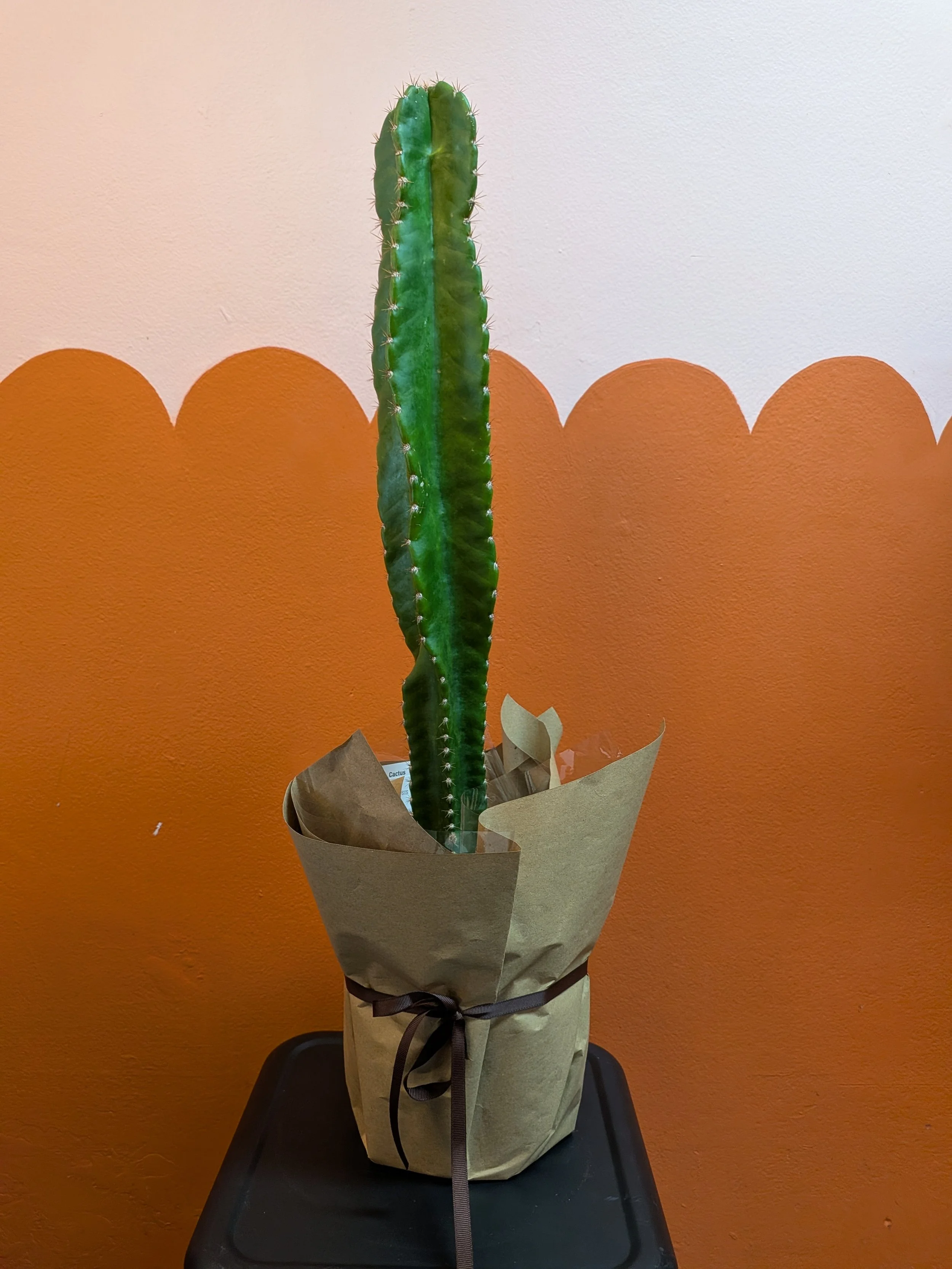 PXL_20260328_024720342.jpg