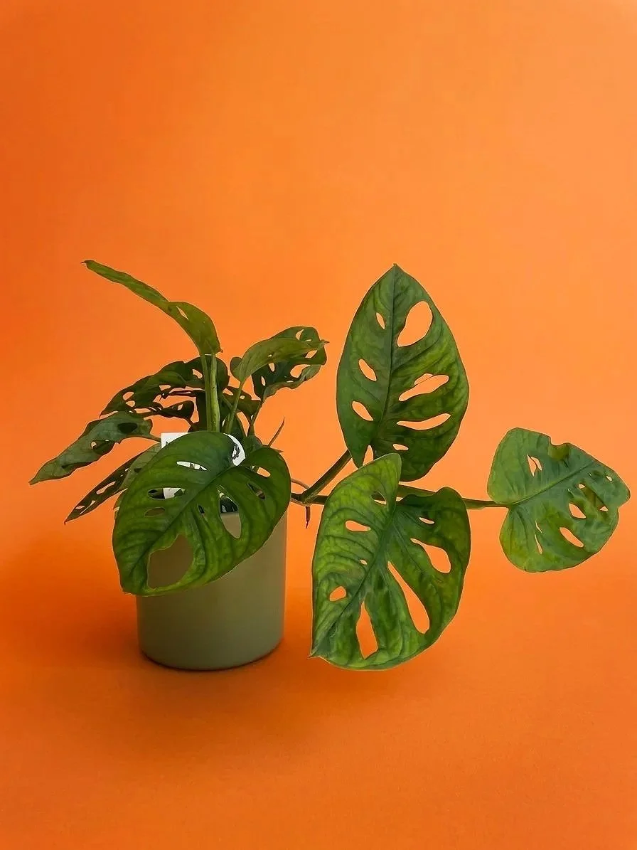 monstera+adsonii.jpg