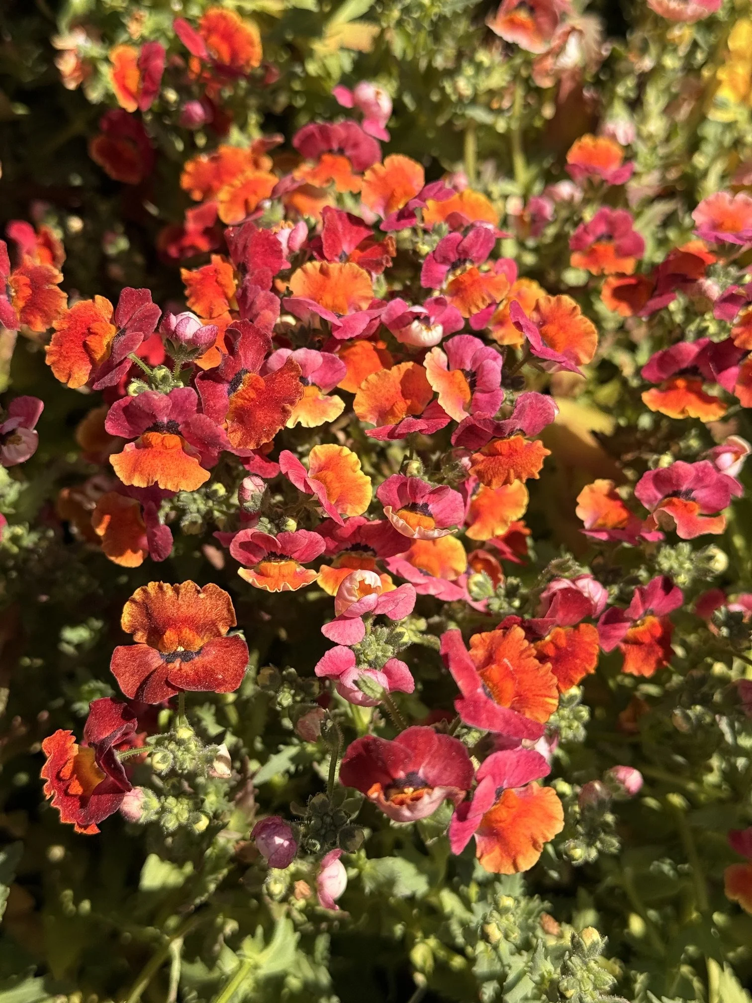 IMG_4621.jpeg