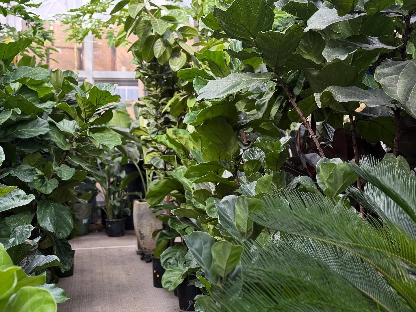 #indoorplants #plants #plantsmakemehappy #plantsofinstagram #greenplant #indoorjungle #greenthb #plantlovers #newjersey #bergencounty #essexcounty #northernnj #northjersey #fiddleleaffig #ficus #palm