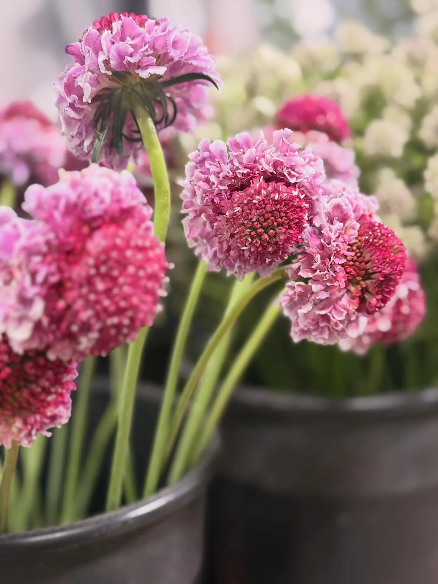 #scabiosa #freshflowers #njflorist #bergencounty #newjersey