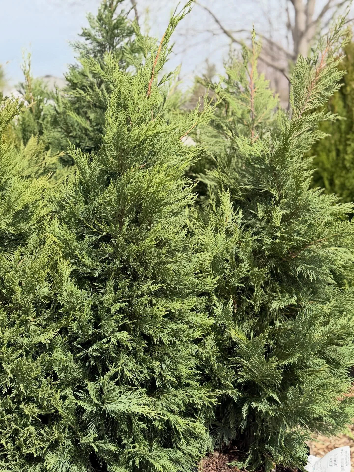 Leyland Cypress