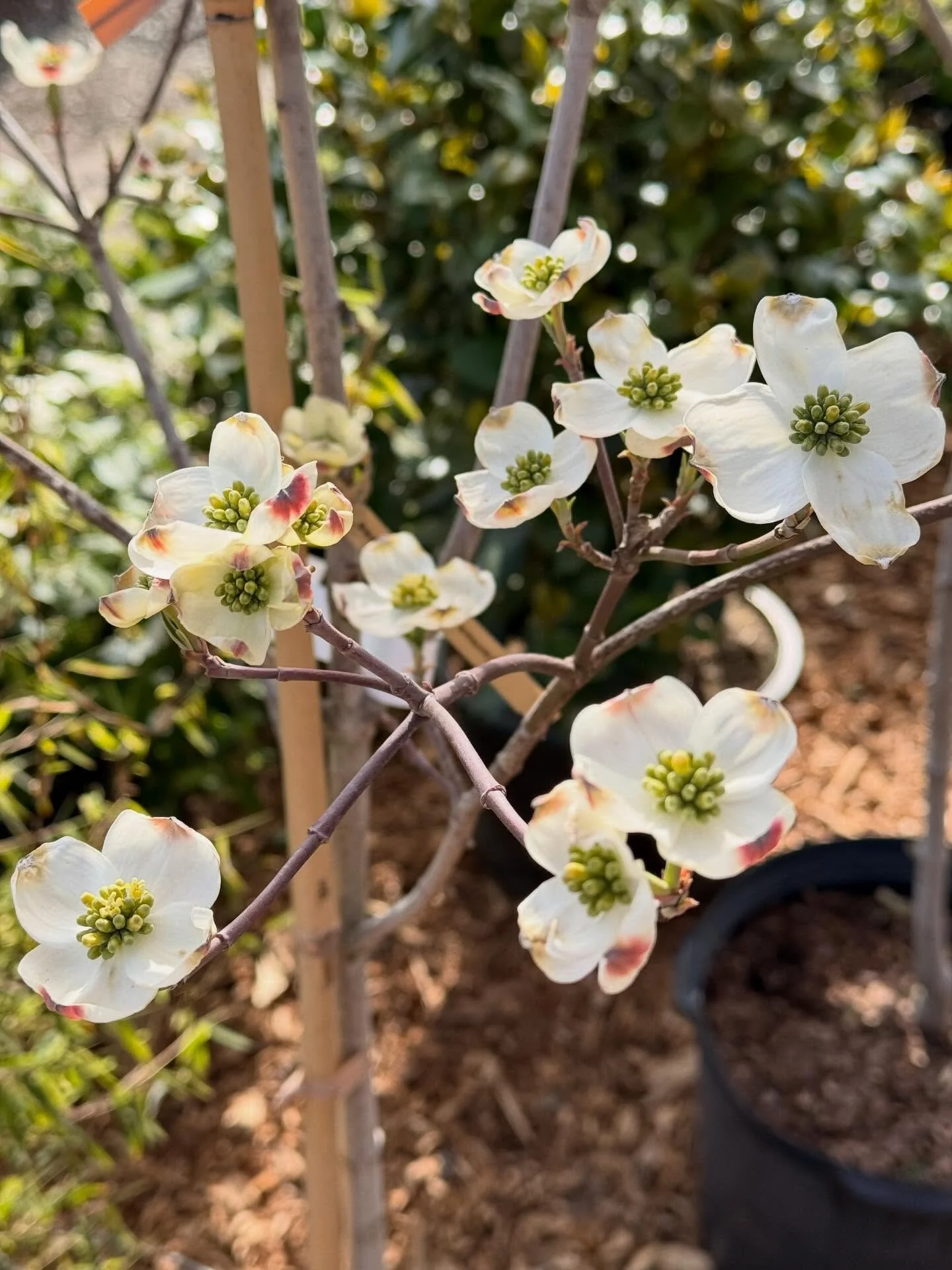 Dogwood tree
