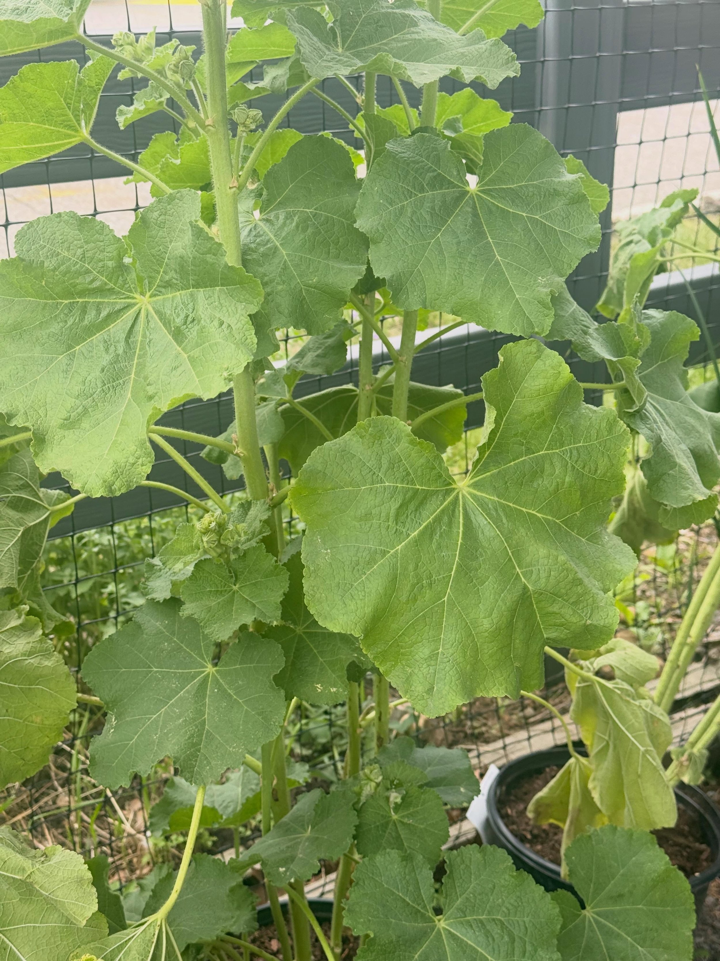Tall, timeless, and full of cottage-garden charm 🌸 Hollyhocks bring old-fashioned beauty to the garden with towering blooms that attract butterflies and add height, color, and character all summer long.
