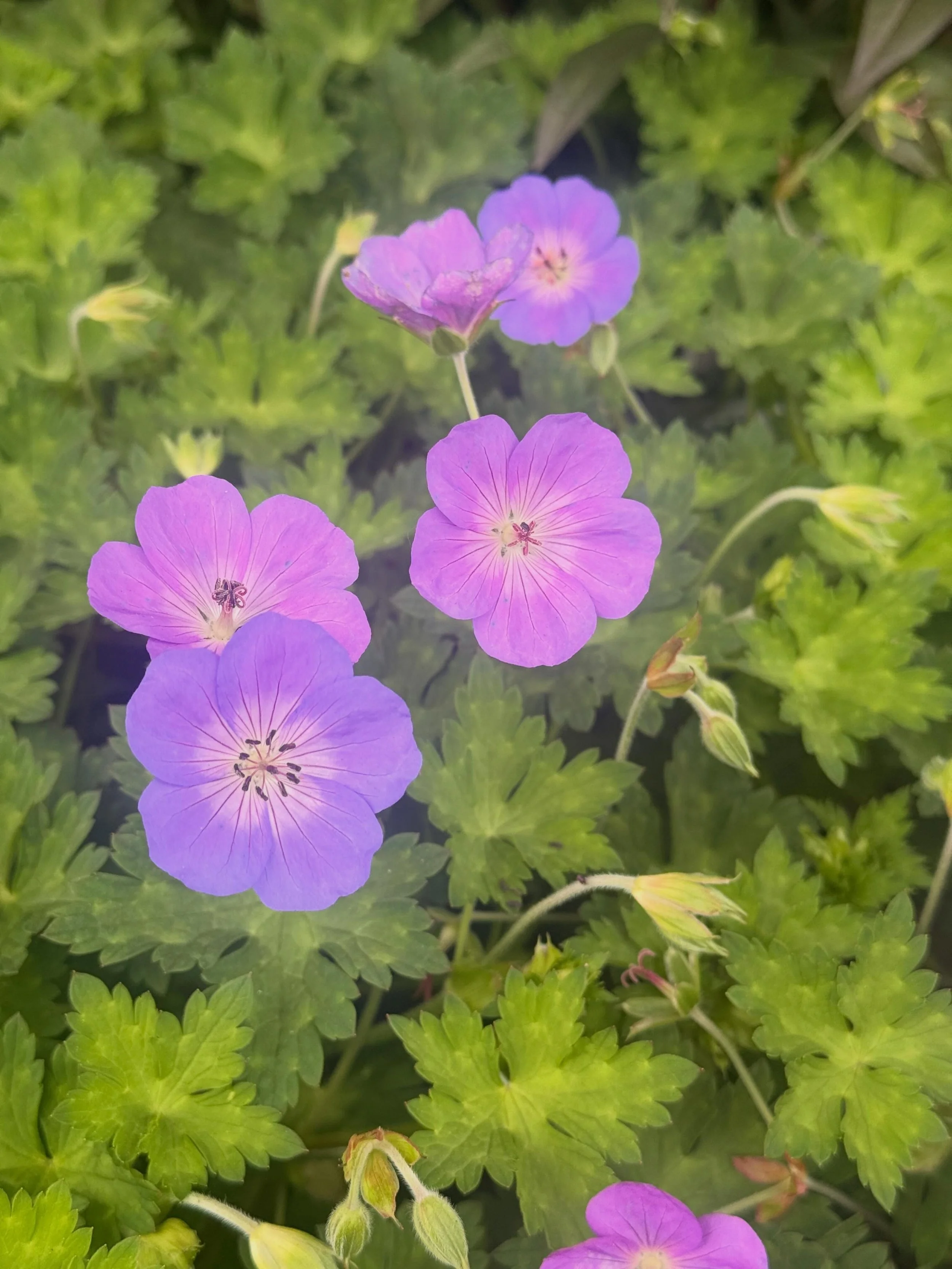 Perennial: Rozanne Geranium- violet blue flowers from Spring to Fall