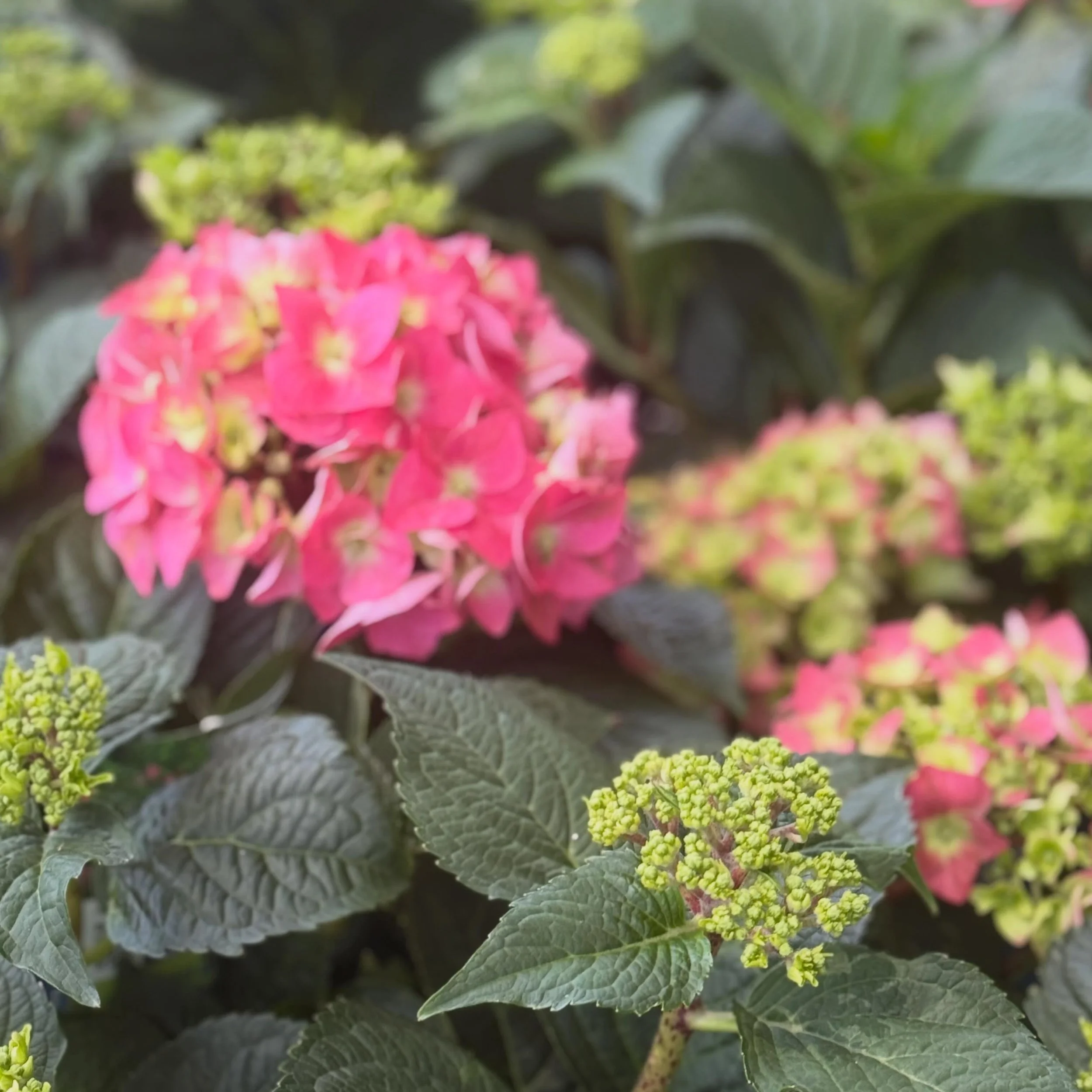 Hydrangea is always the answer. Hydrangea season is here 💙Big beautiful blooms, rich green foliage, and nonstop summer color make hydrangeas a must-have for adding classic garden charm to any outdoor space.