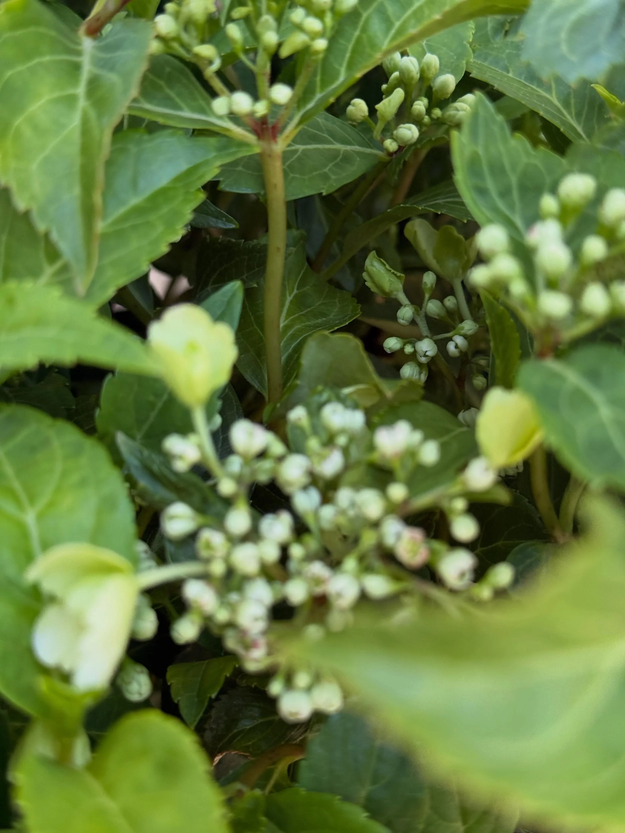 Fairytrail&reg; Hydrangea brings a graceful, cascading habit unlike traditional hydrangeas. Its arching branches are covered in delicate white lacecap blooms from spring into summer, creating a waterfall of flowers.