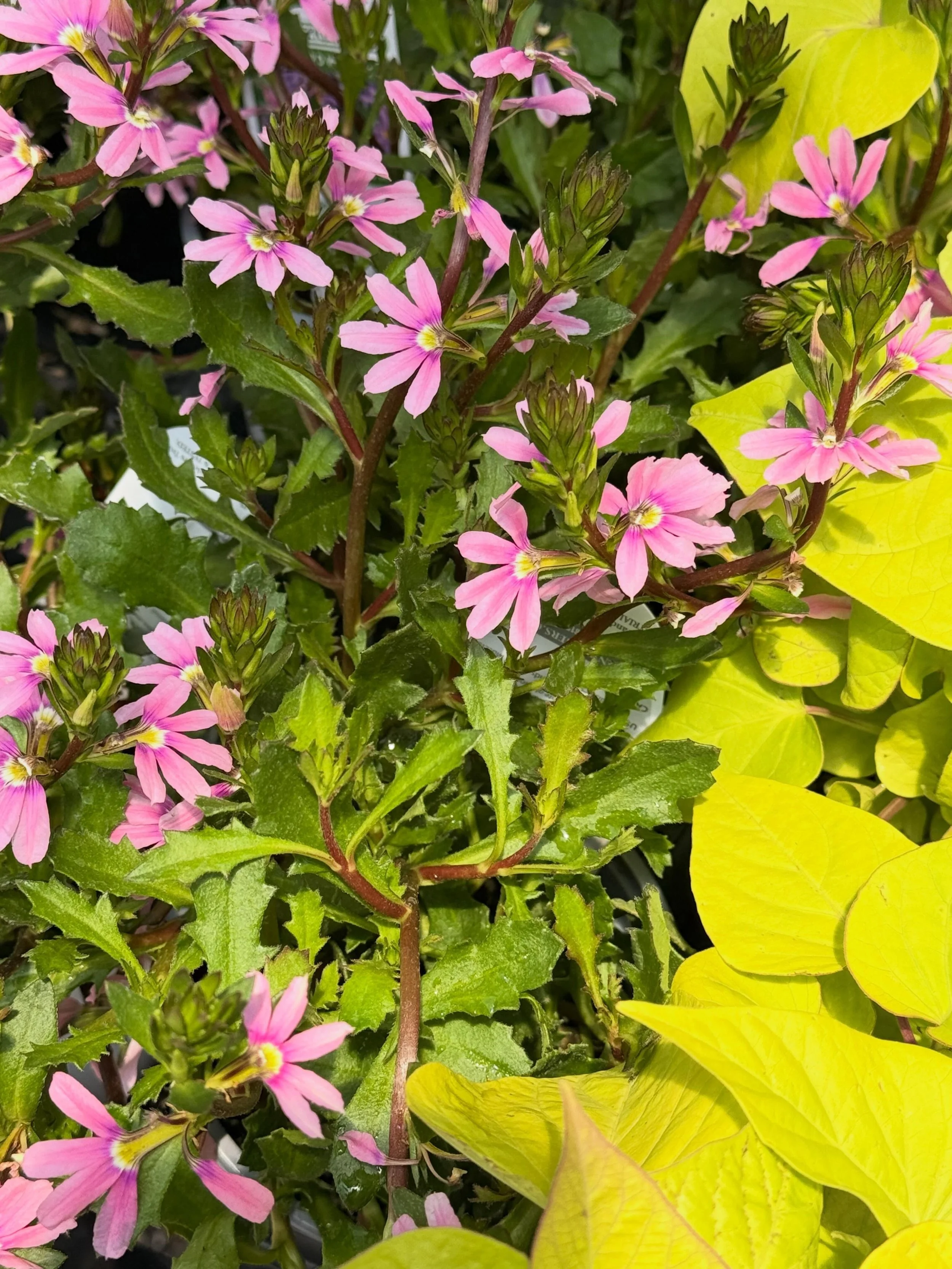Looking for nonstop summer color? Scaevola, also known as fan flower, is a heat-loving annual that thrives in full sun and keeps blooming from spring through fall. Its cascading habit makes it perfect for hanging baskets, containers, and garden borde