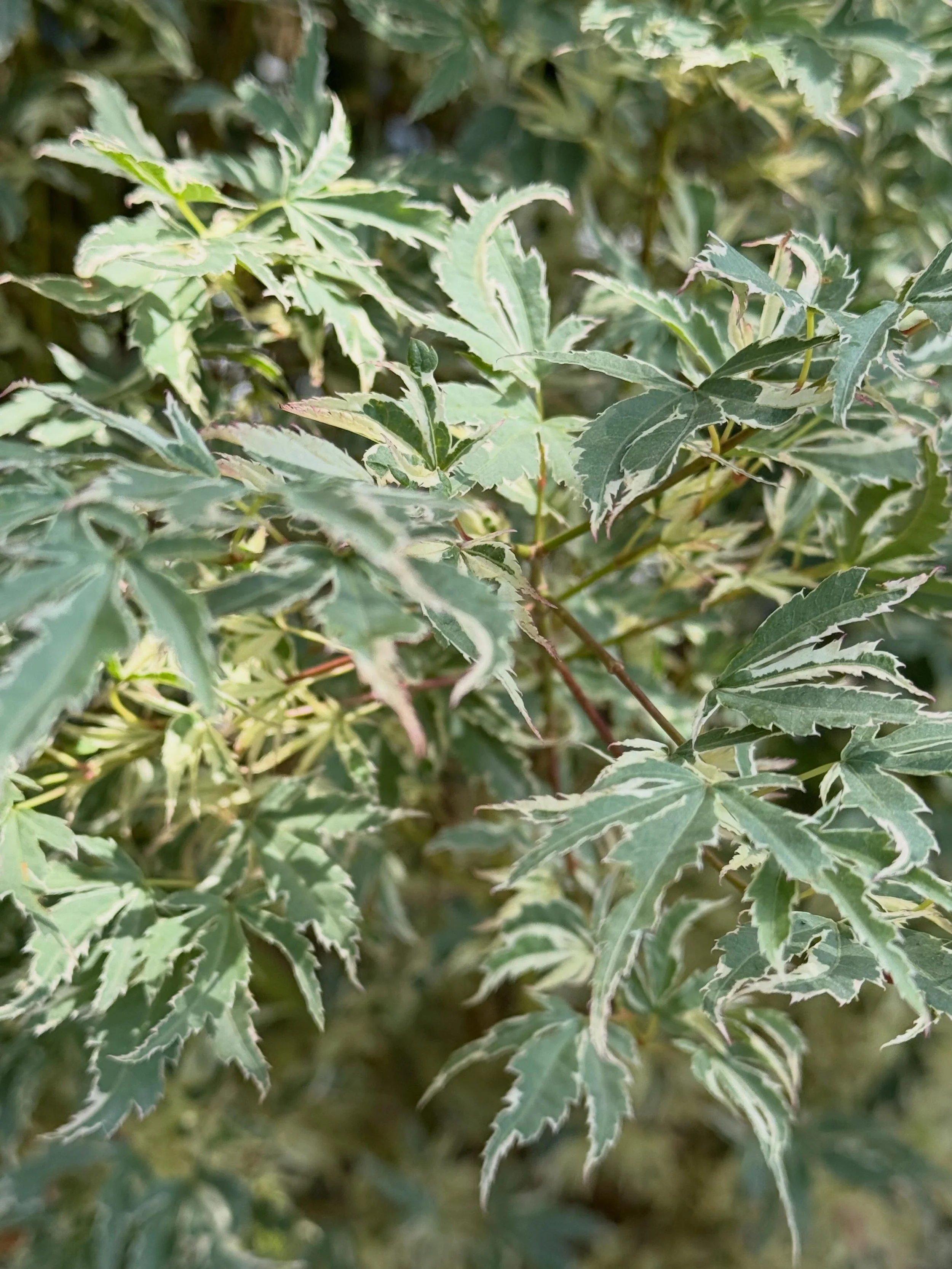 Delicate, elegant, and full of charm! The Butterfly Japanese Maple features variegated green, white, and pink foliage that brightens any landscape. A stunning focal point for gardens!